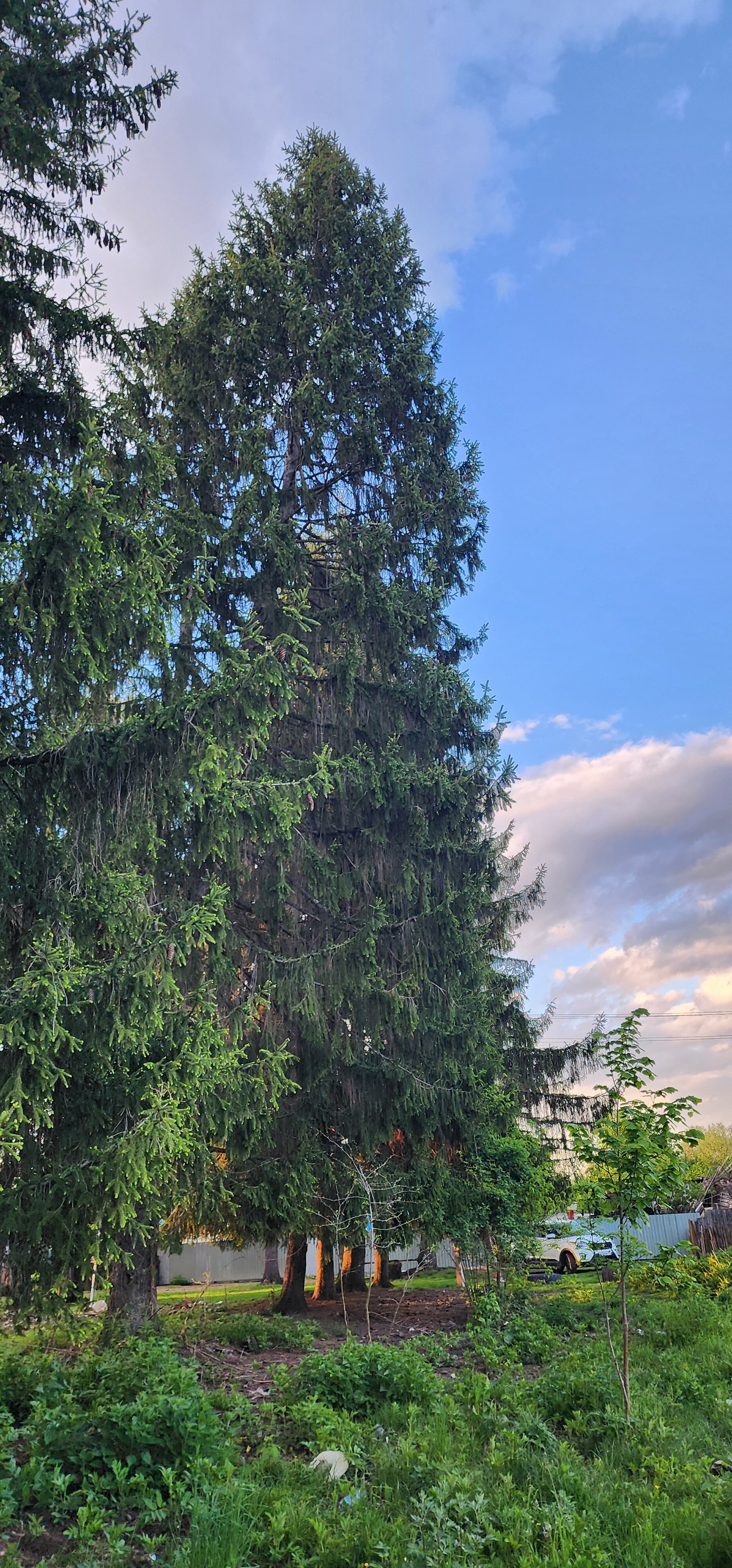 Фото Forest Village