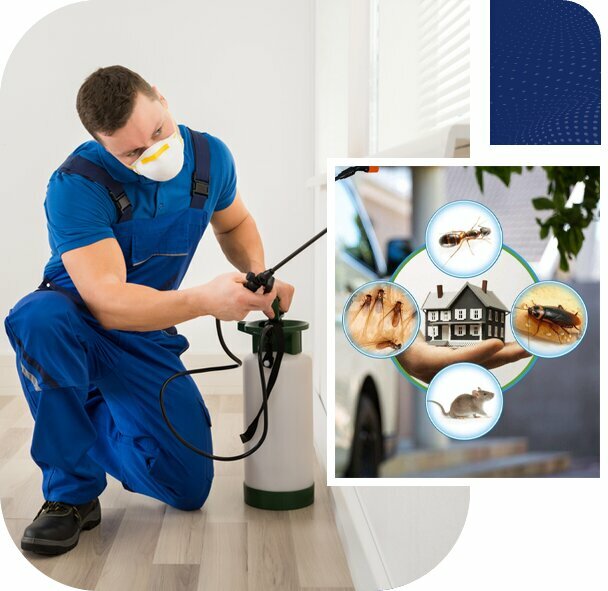 Disinfection, disinsection, deratization Pest, Dubai, photo