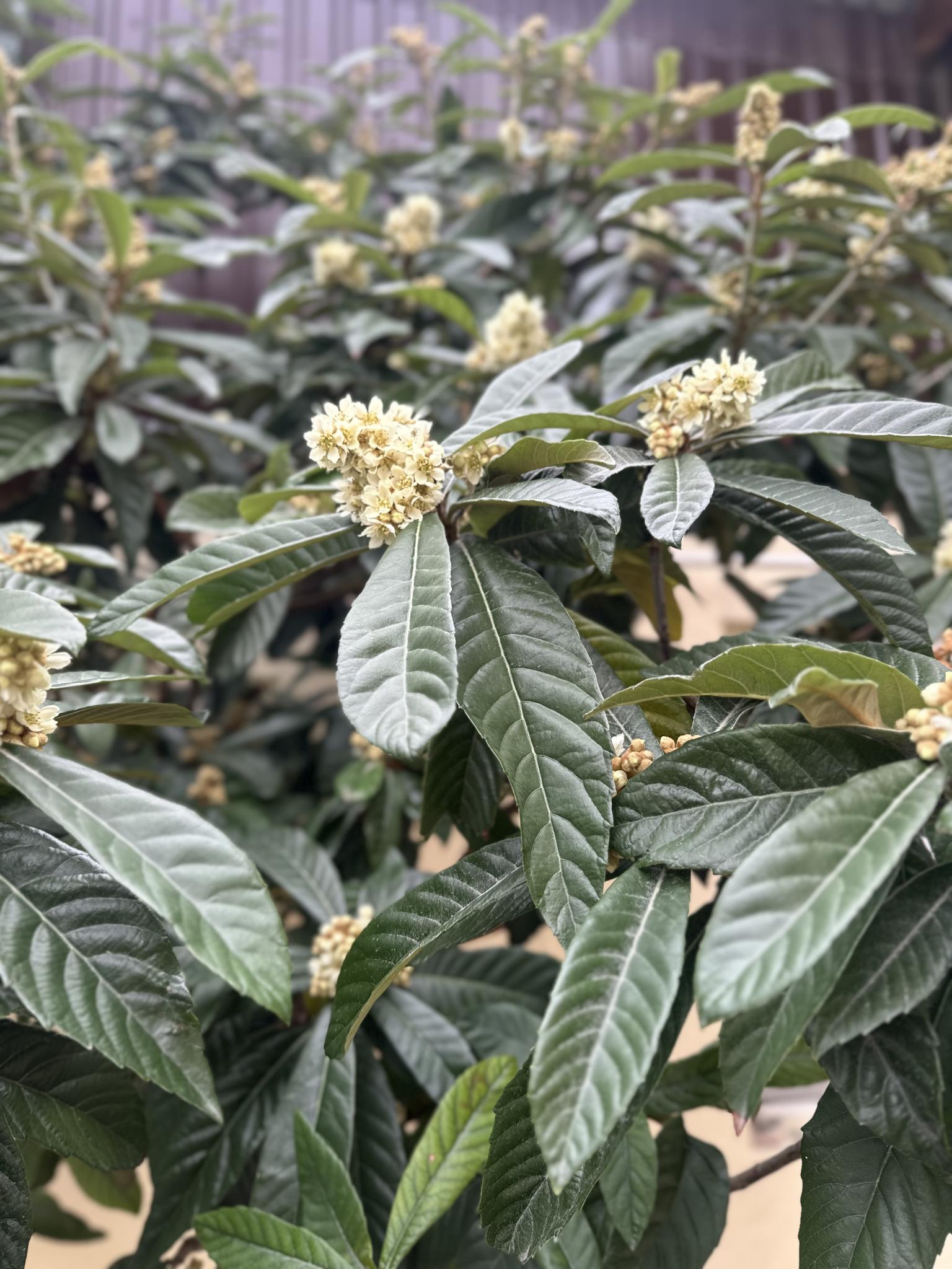 Фото Изабелла