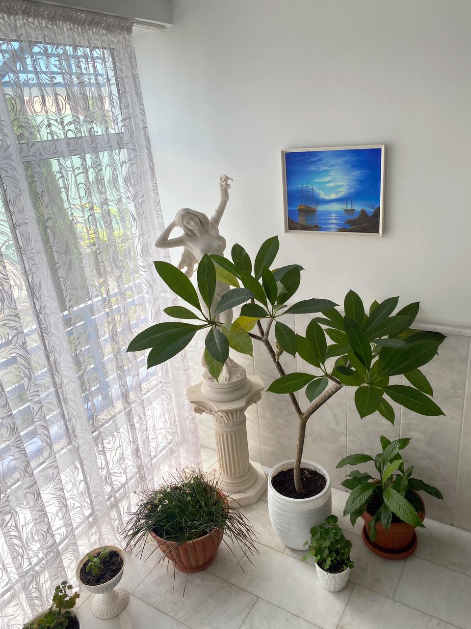 Фото Горгиппия