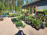 Beliy naliv (gorodskoy posyolok Vyritsa, Tambovskaya ulitsa, 12А), plant nursery