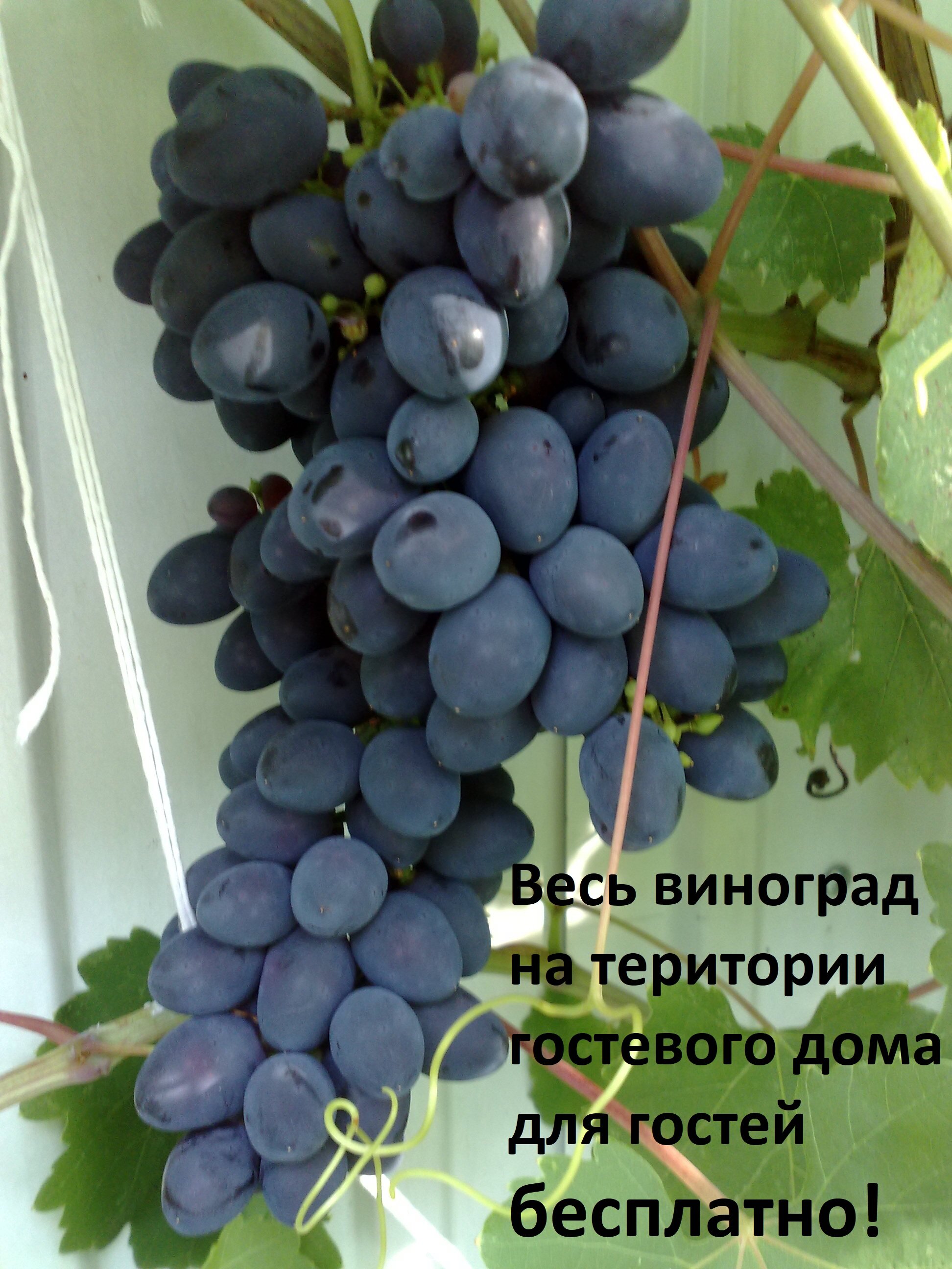 Фото Аватар Гостевой дом