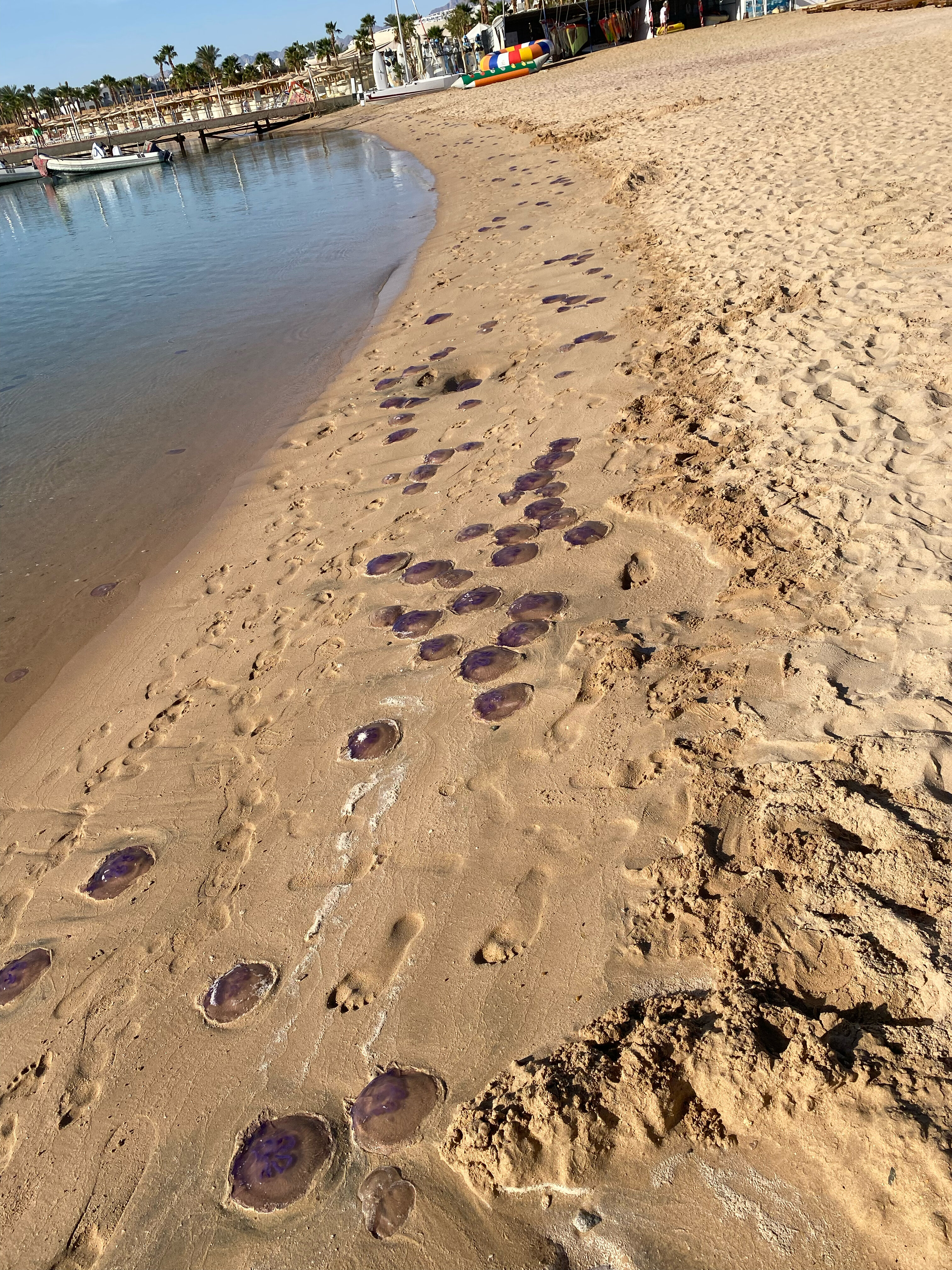 Фото Санрайз Роял Макади Резорт