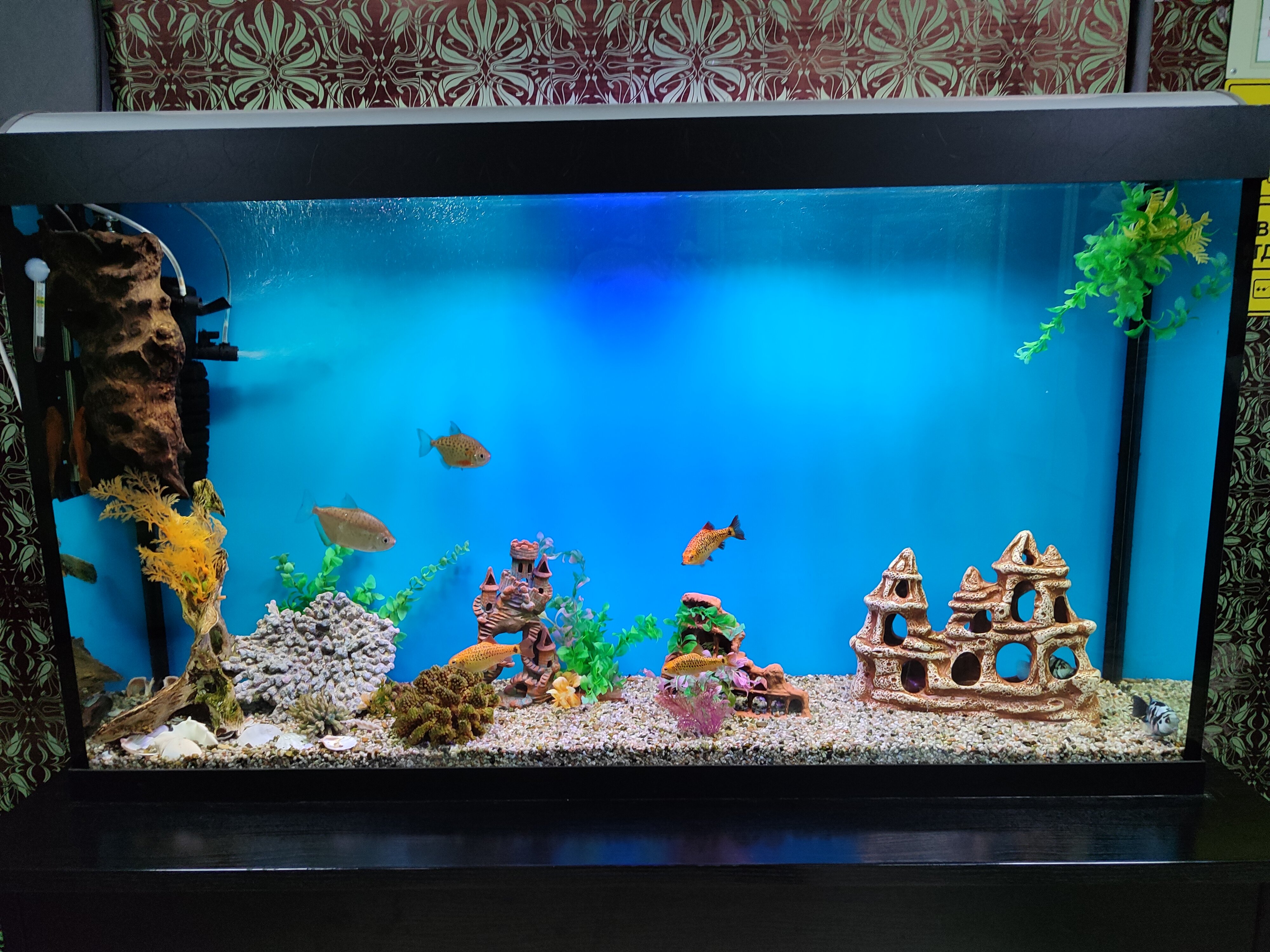 Фото Сосновый бор