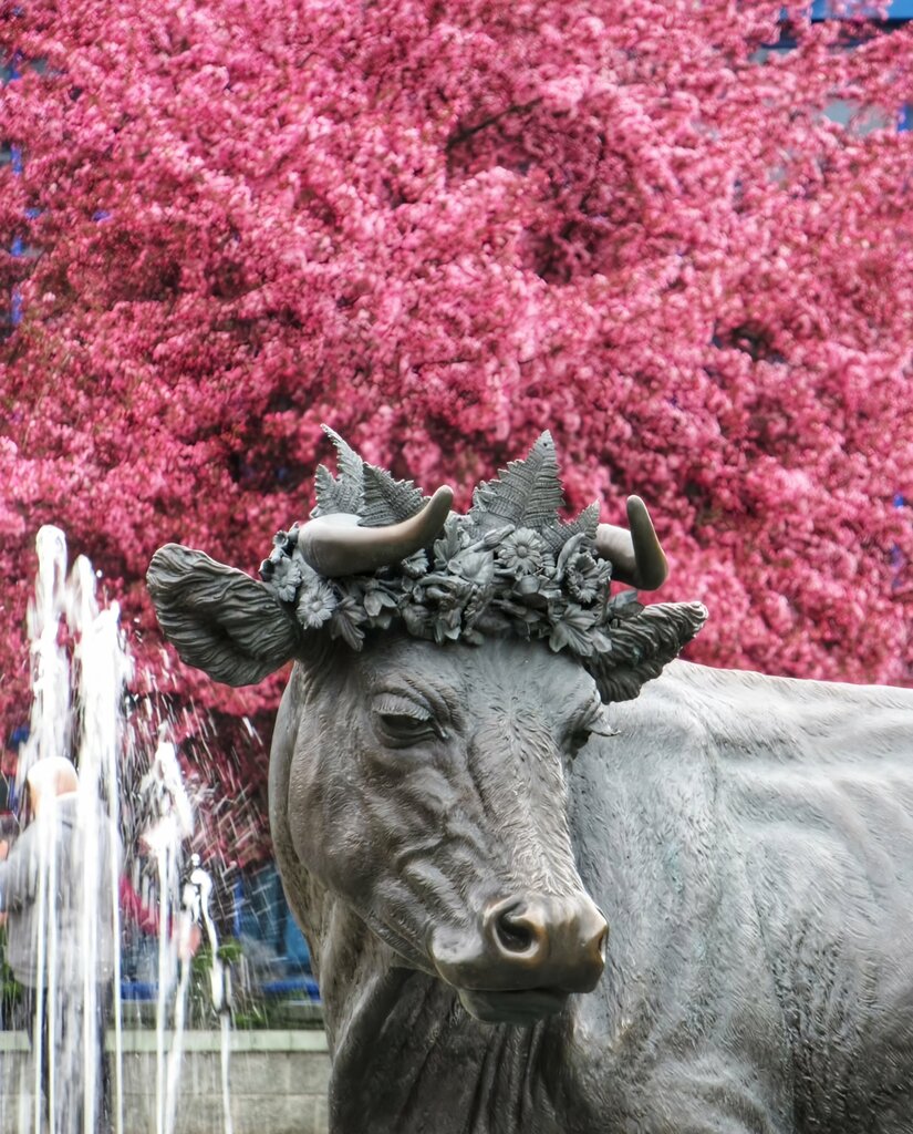 Monument, memorial Uladzimir Muliavin, Minsk, photo