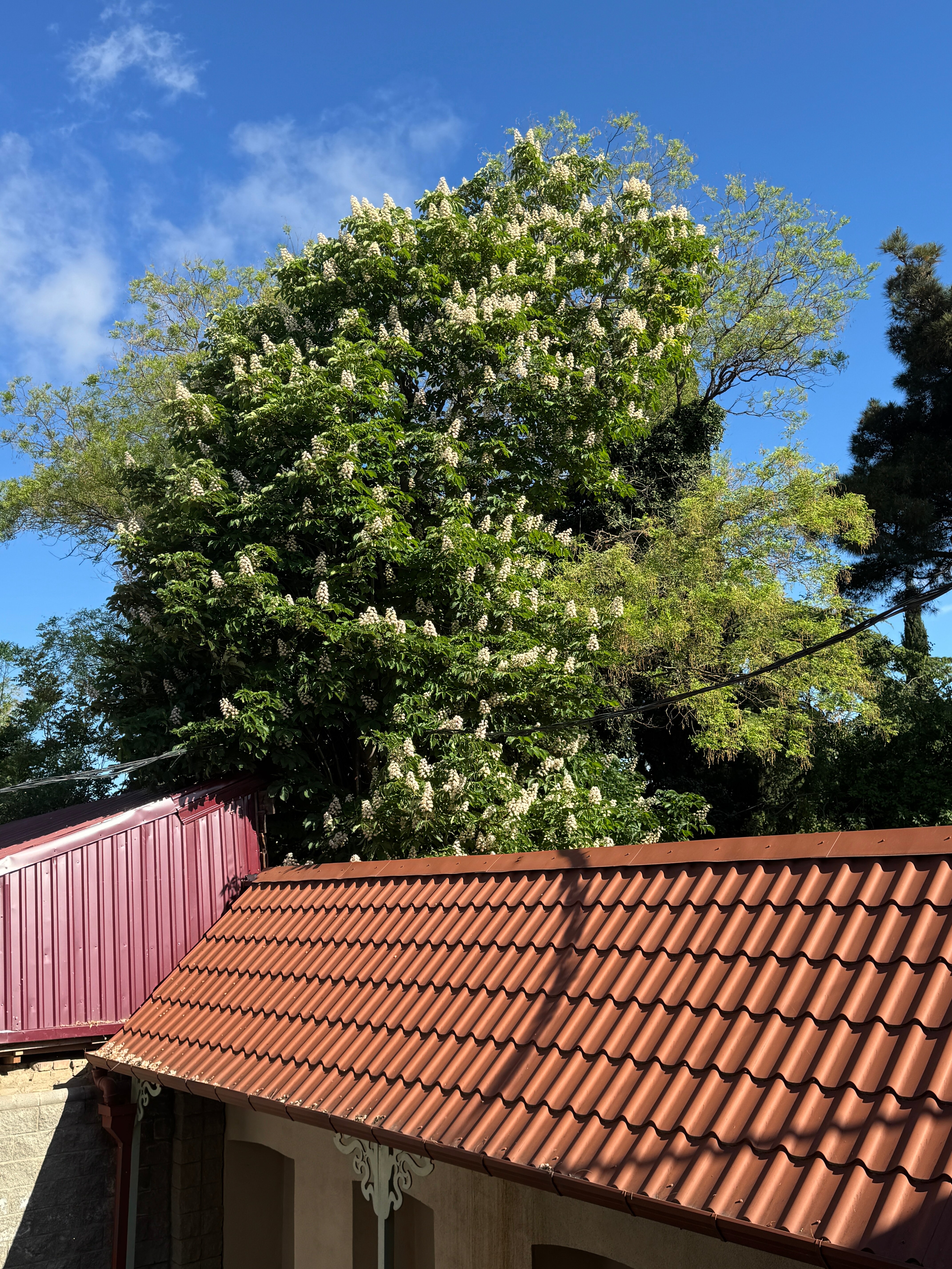 Фото Grand Hotel Mimino