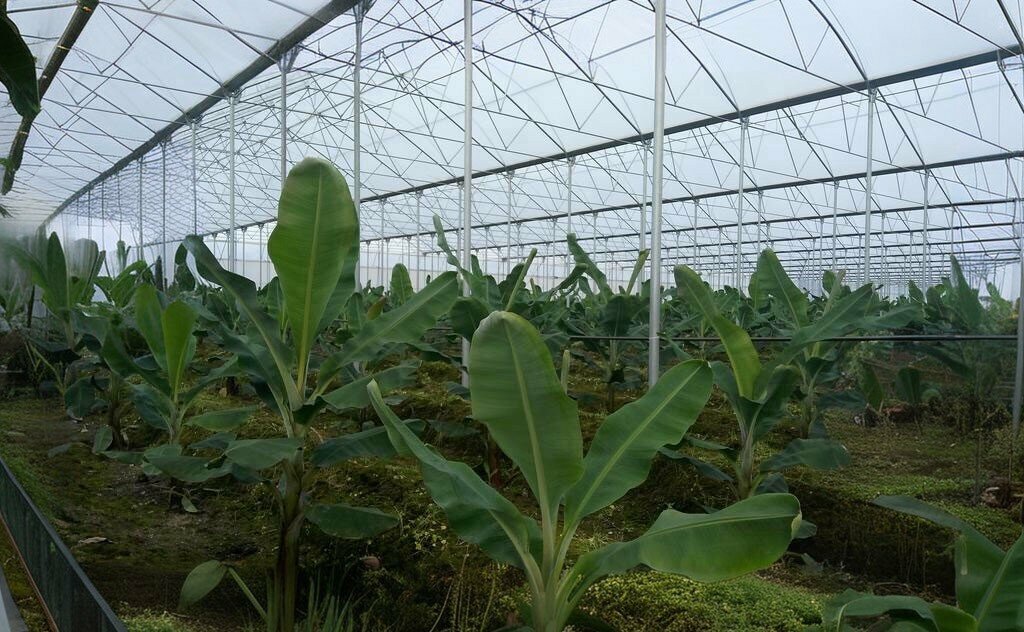 Garden center Uska Mimarlik, Finike, photo