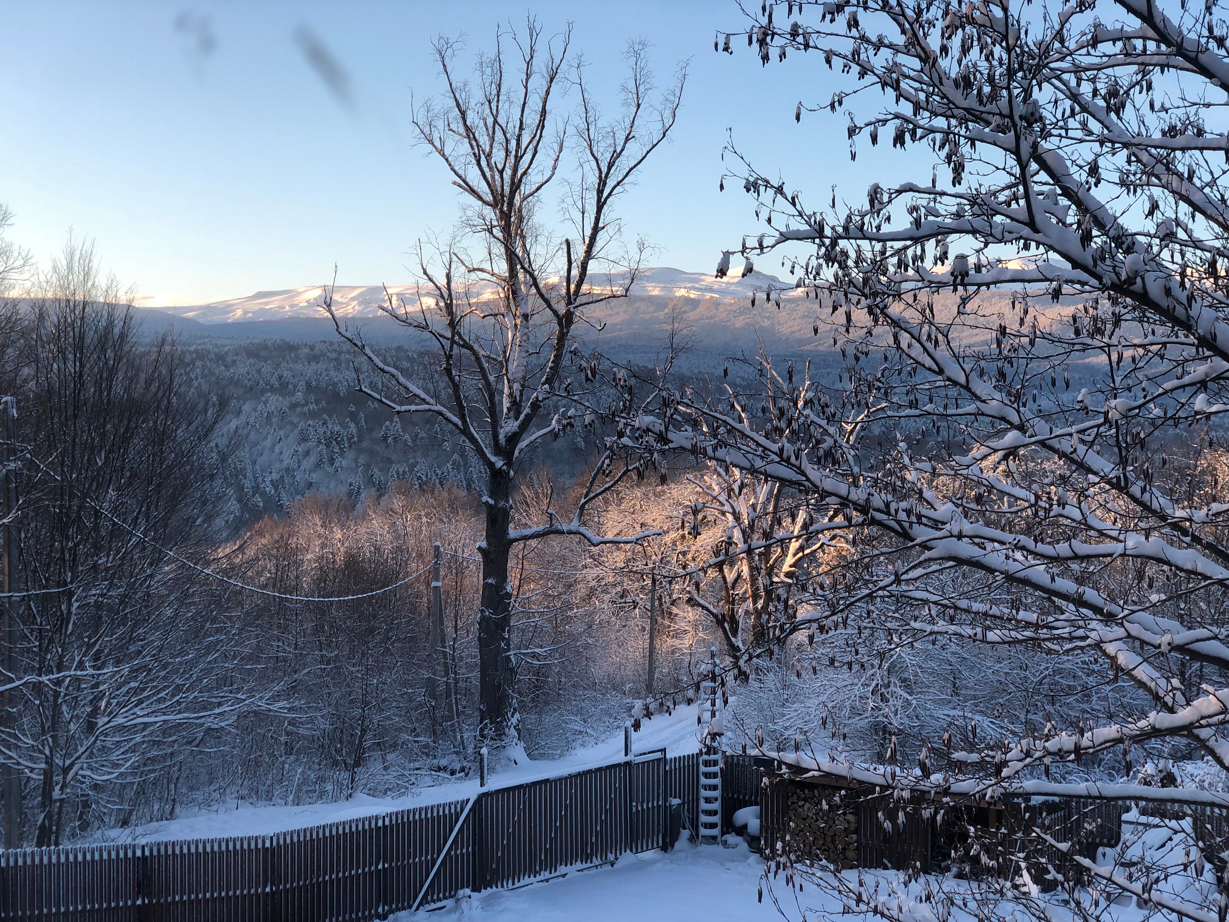 Фото Энергия Дерева