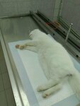 Государственное ветеринарное управление Дивеевского района (selo Diveyevo, Yuzhnaya ulitsa, 18), veterinary clinic