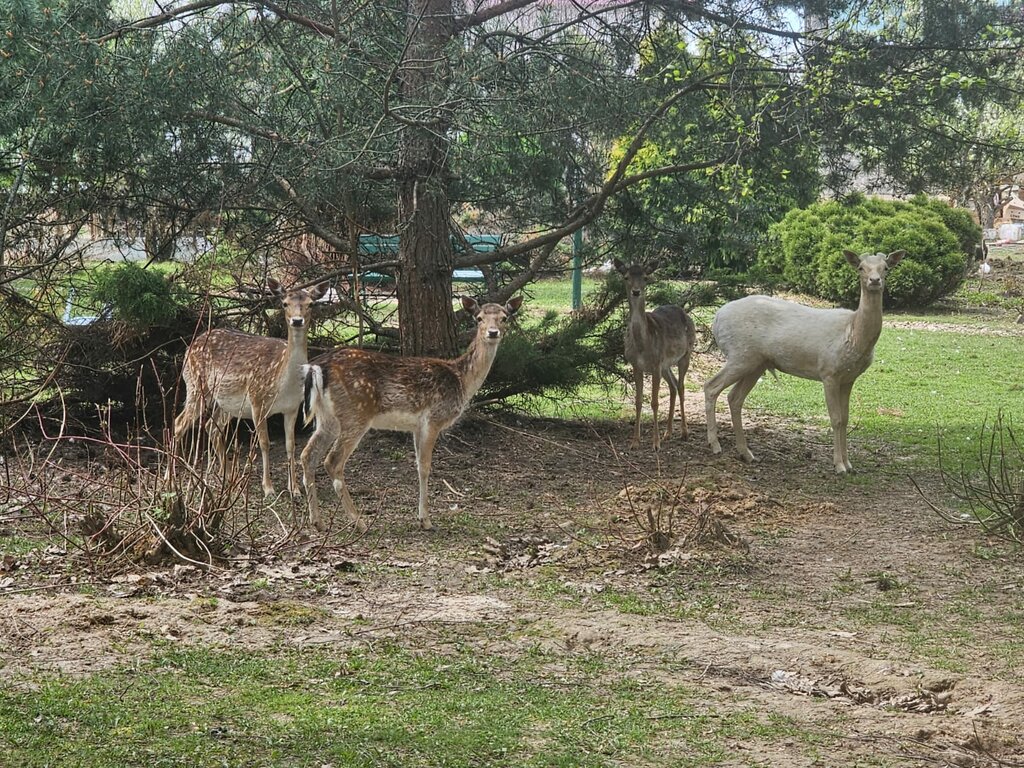 Hotel Семейный кемпинг, Moscow and Moscow Oblast, photo