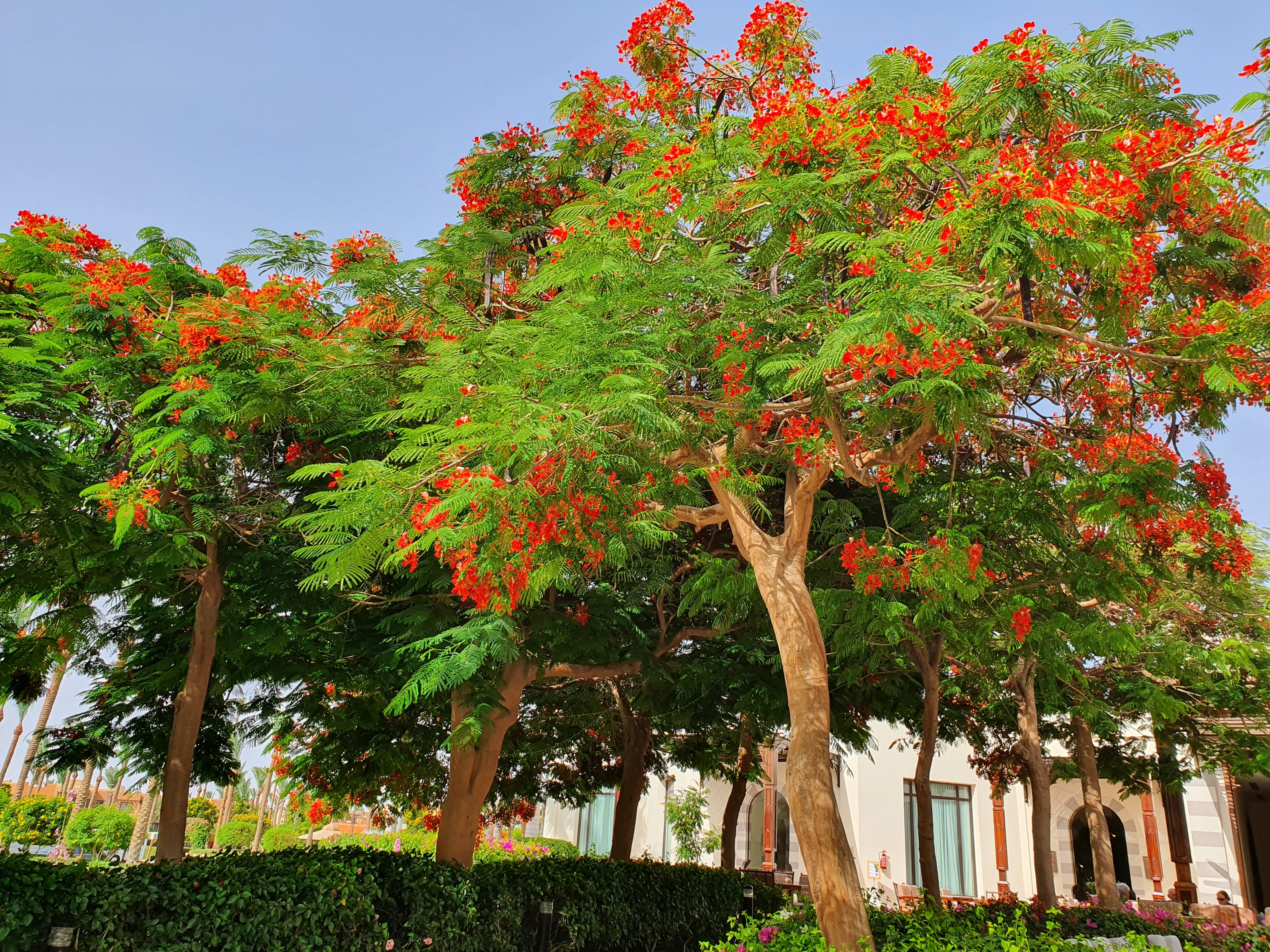 Фото Стелла Бич Резорт & СПА