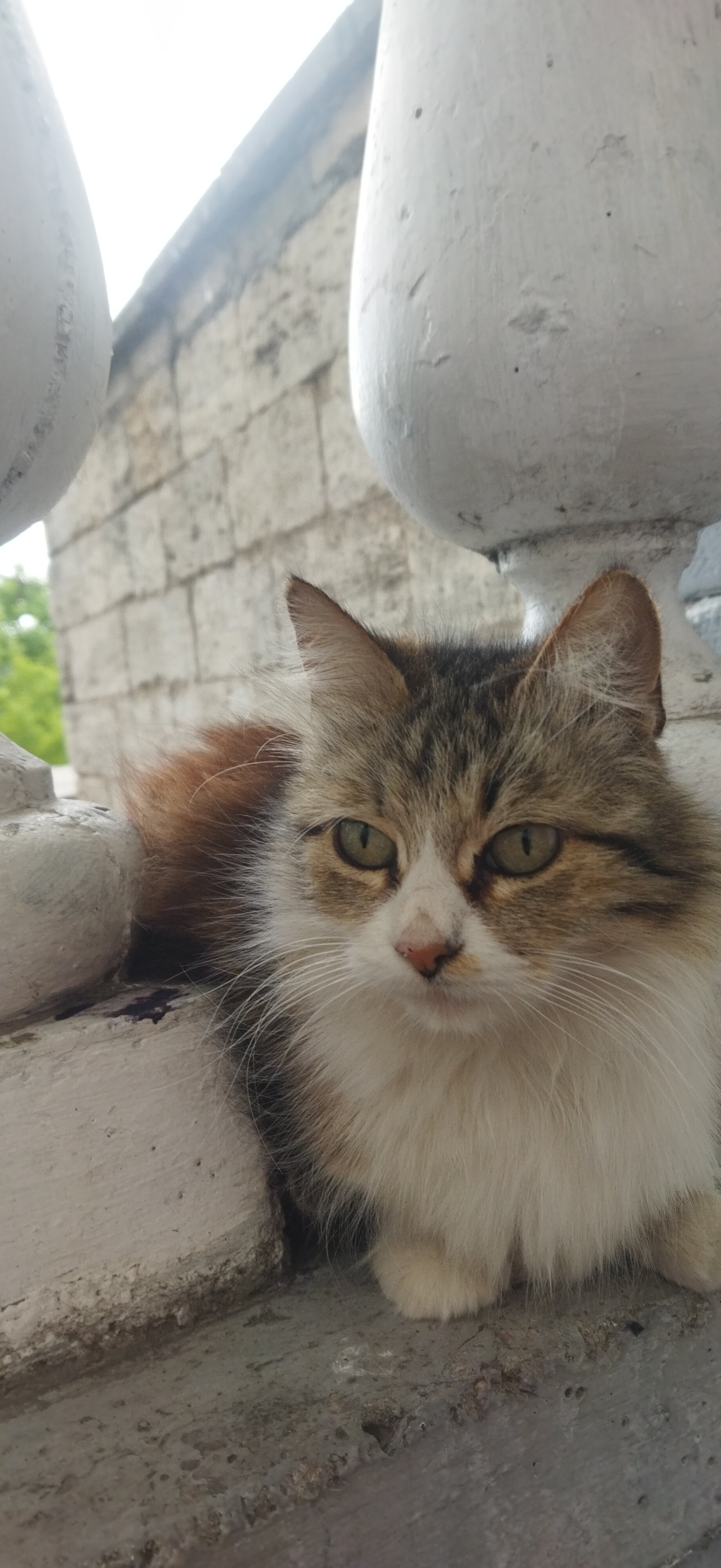 Фото Барабулька