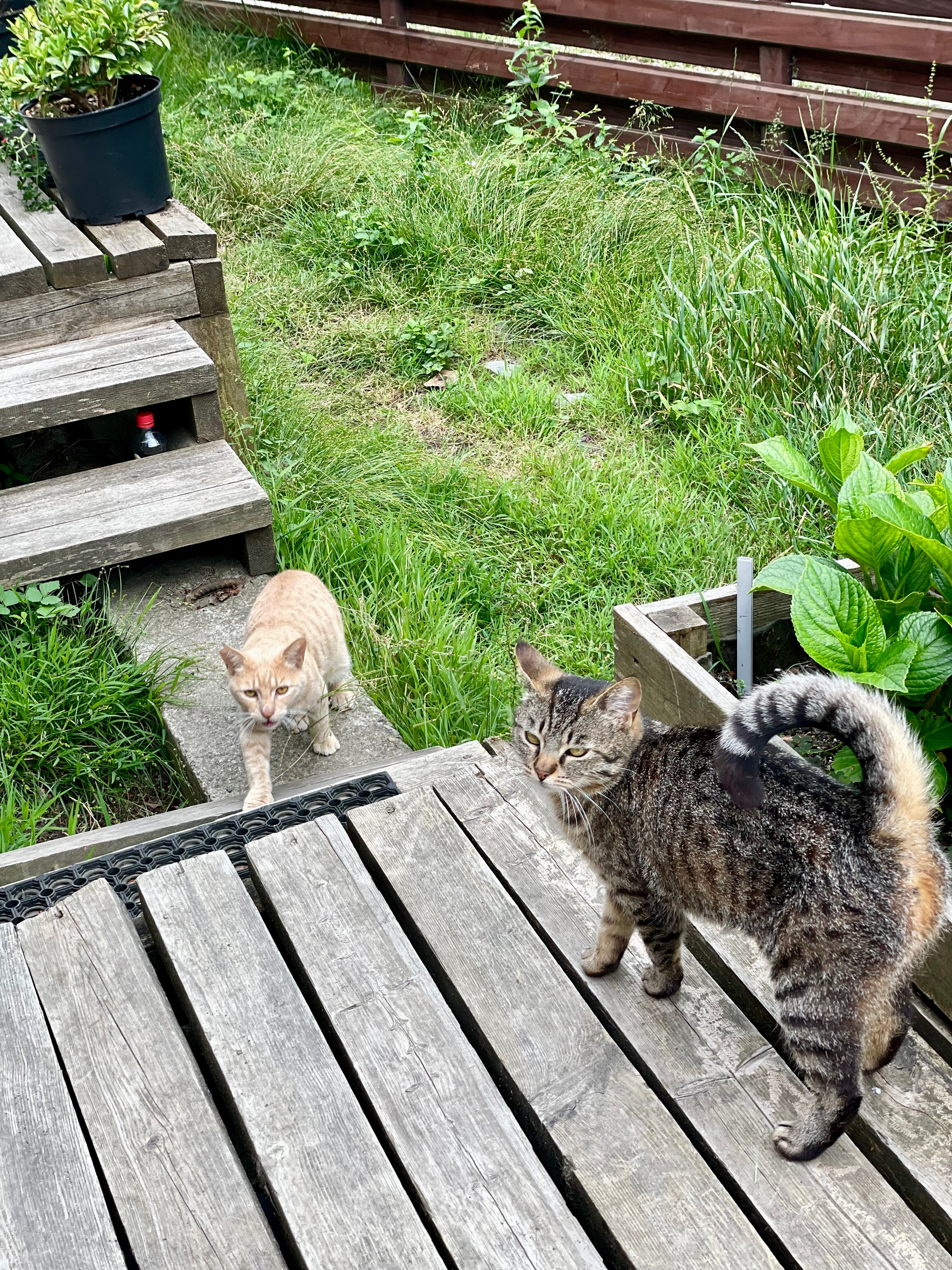 Фото Tinyhouse Polyana