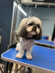 Barber Pet (Piatra Mscislawca Street, 1), salón de mascota, peluquería de animales