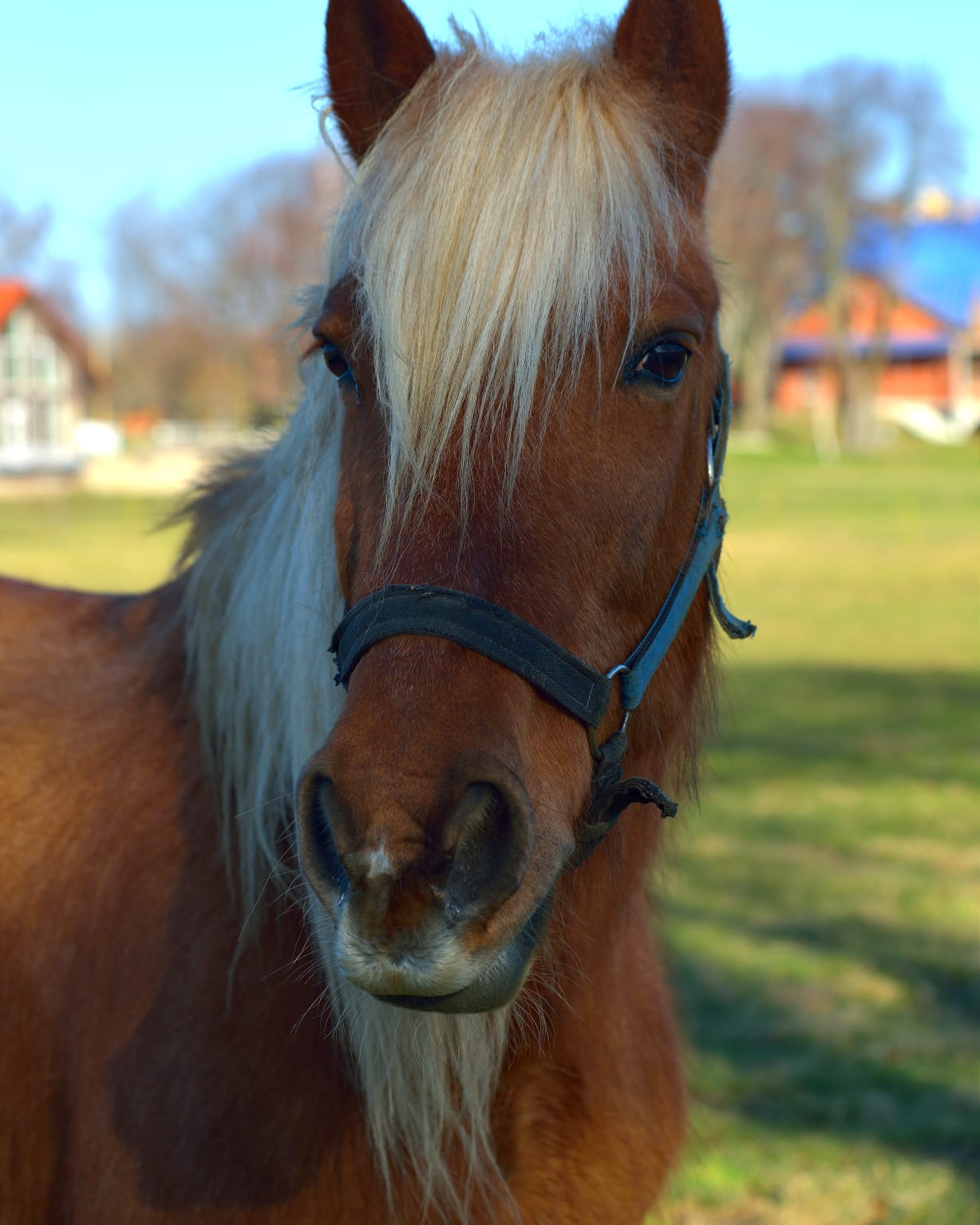 Фото Белый филин