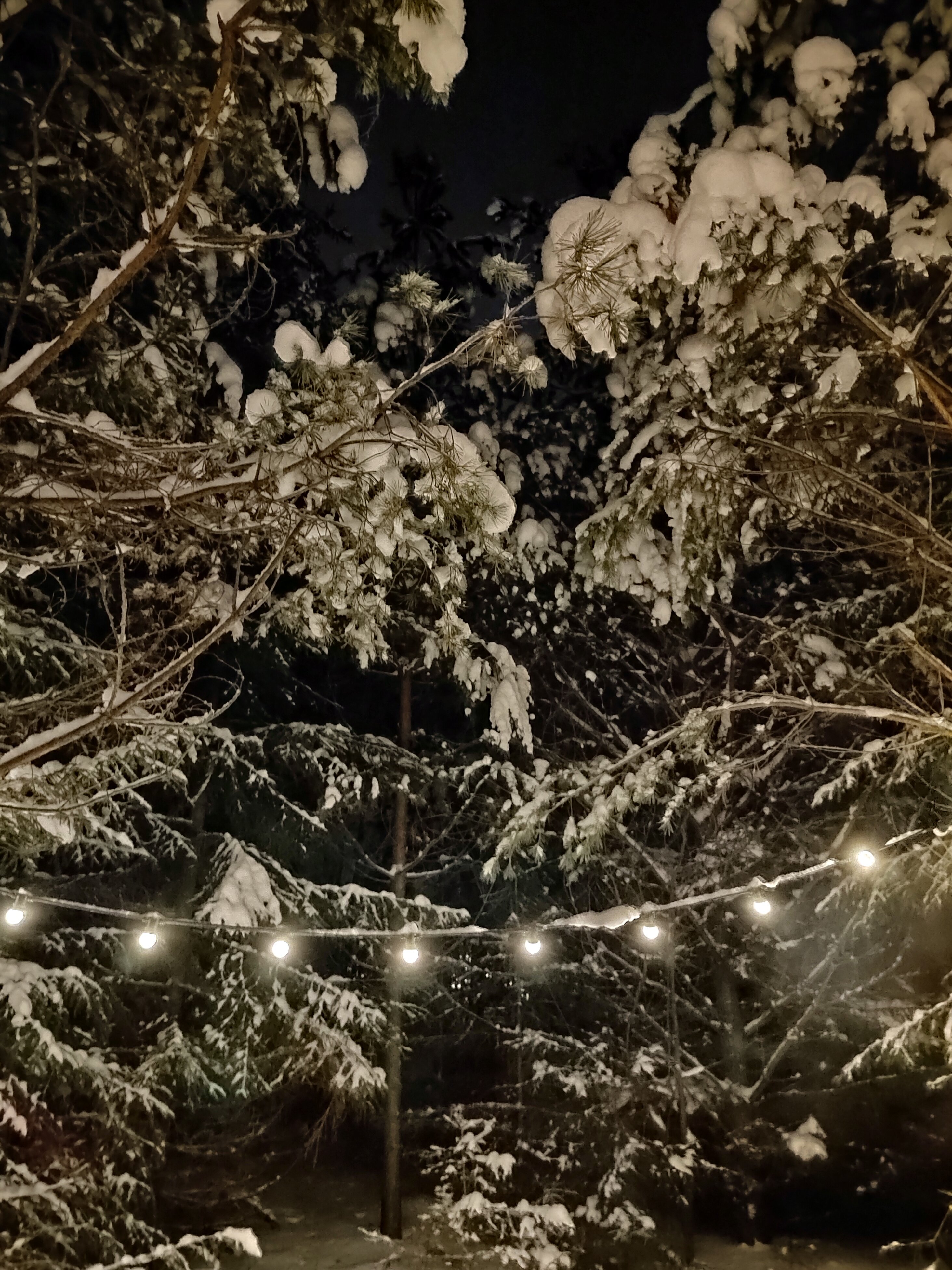 Фото Хвойная Хижина