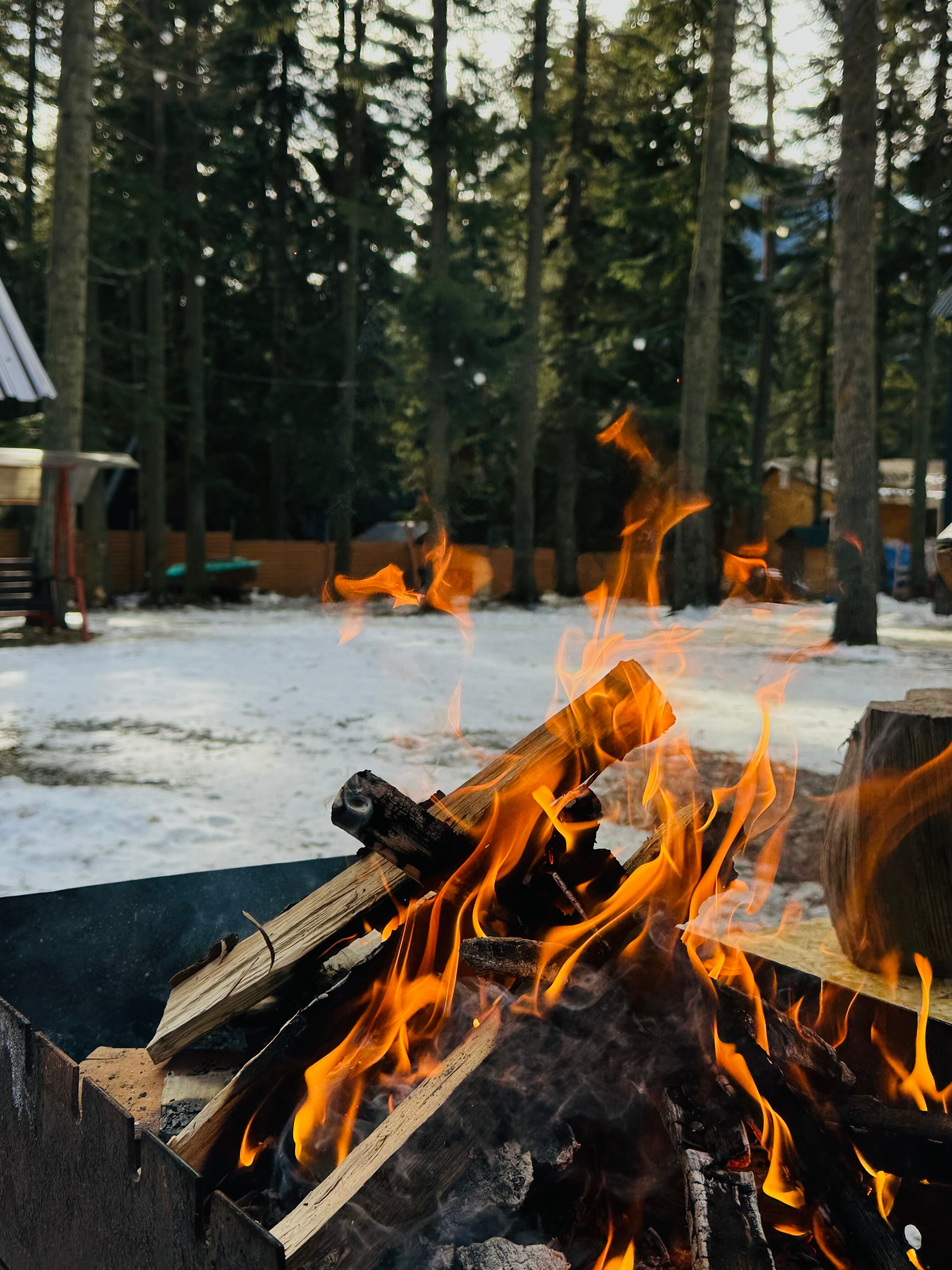 Фото Пихтовый парк