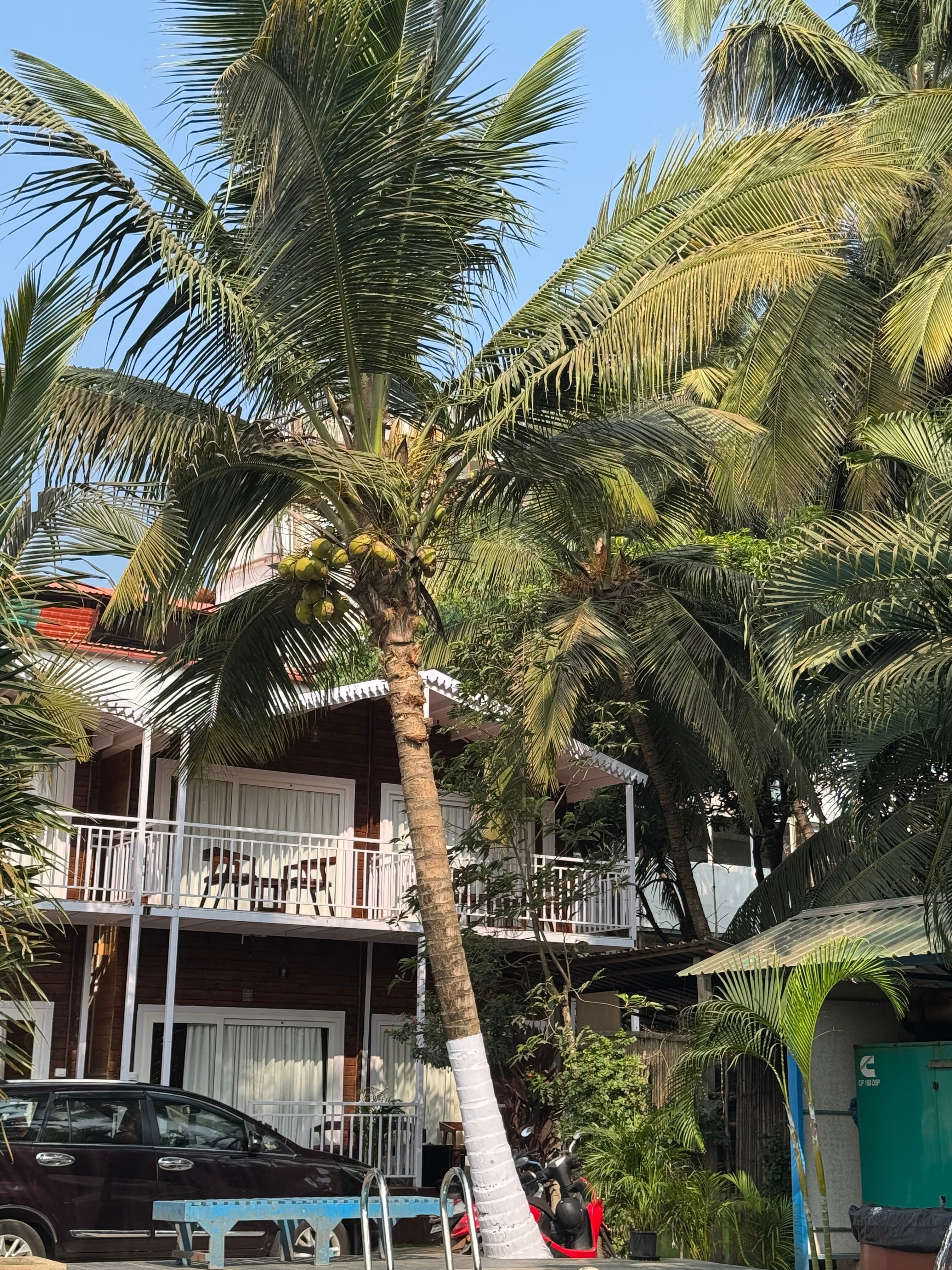 Фото Morjim Coco Palms Beach Resort