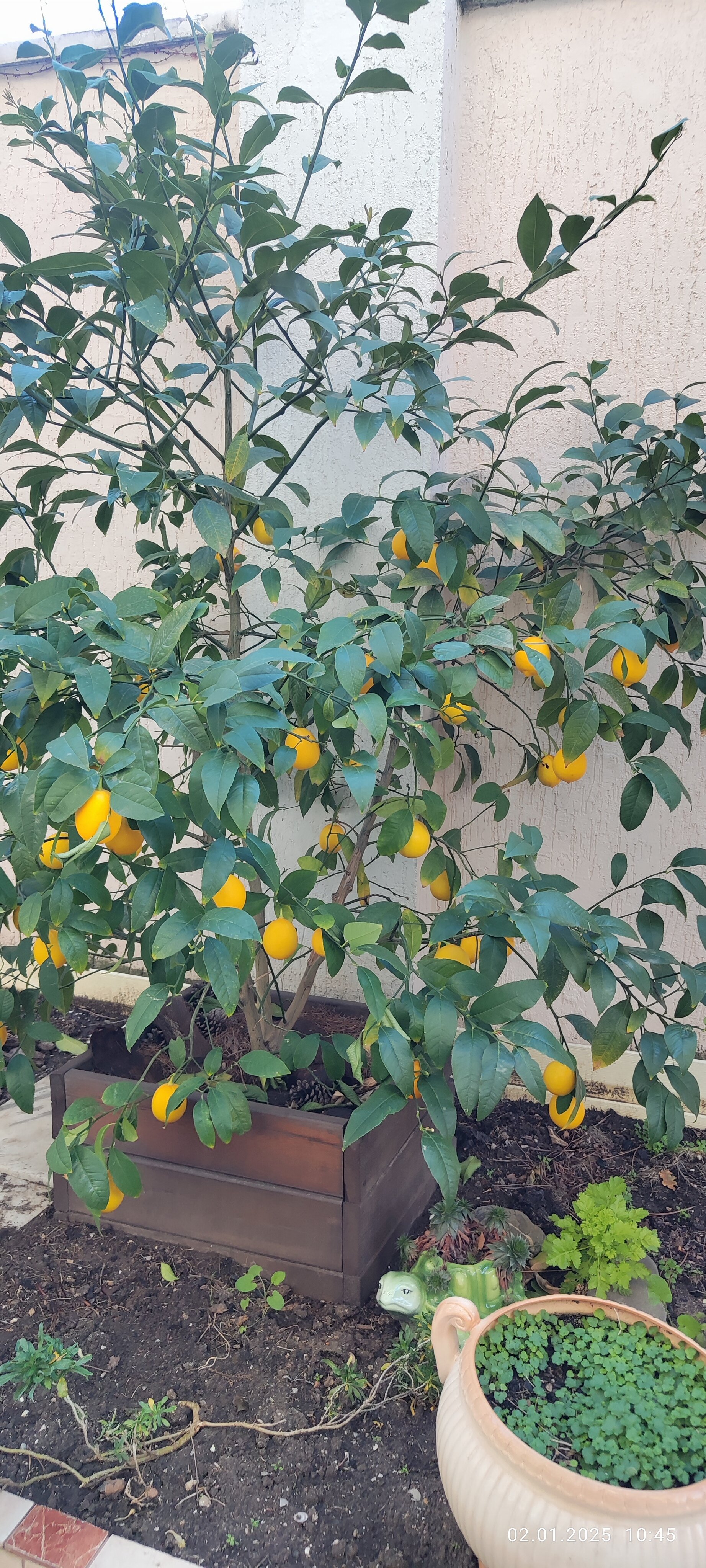 Фото Шафран