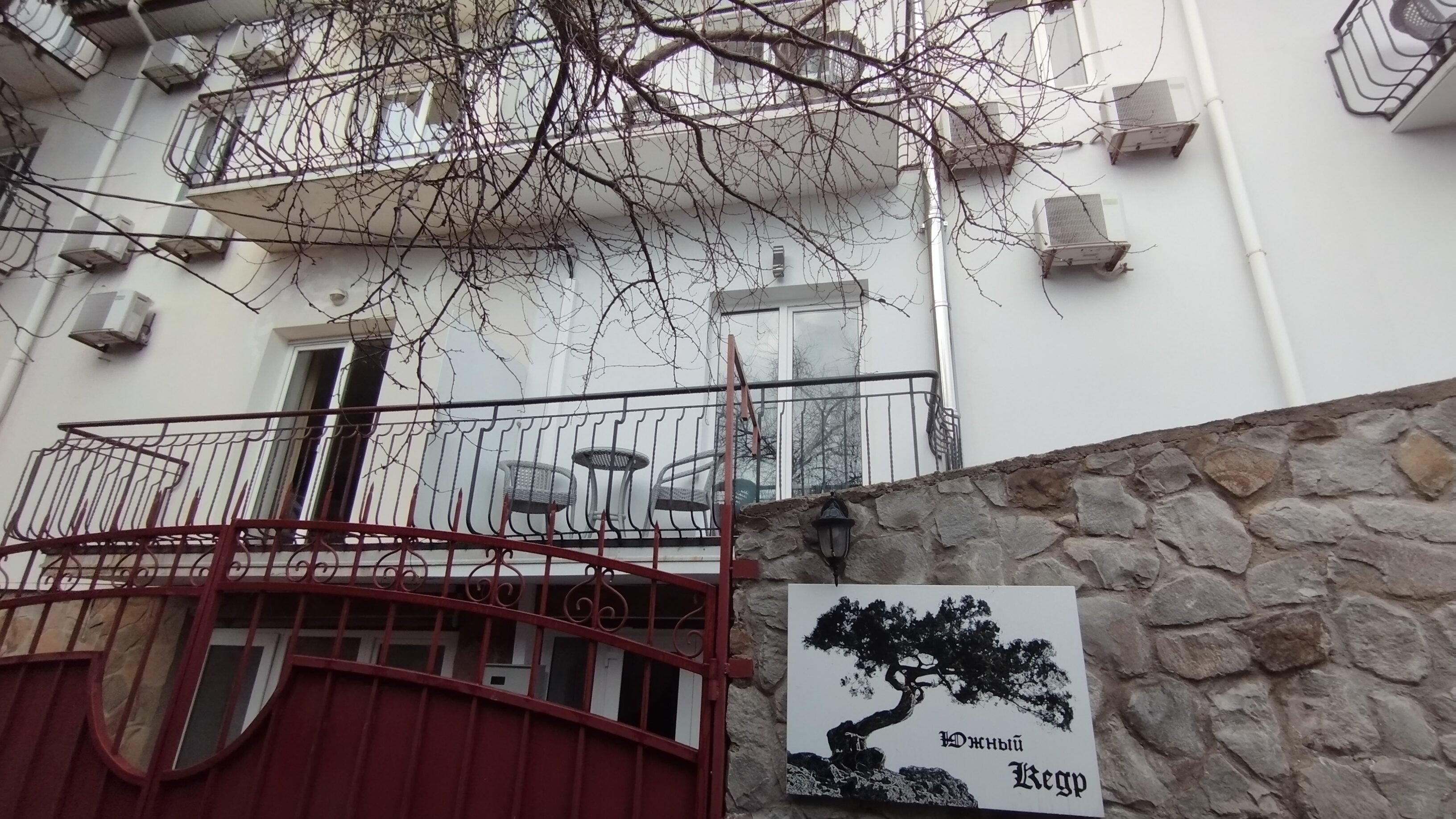 Фото Южный Кедр