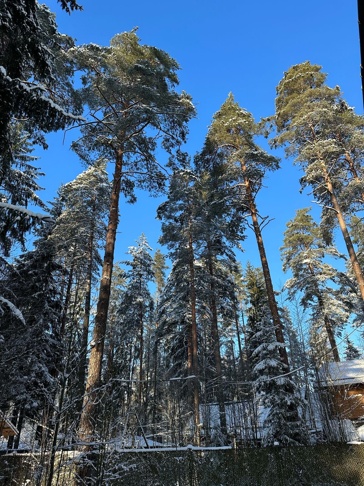 Фото Вырицкие Тарханы