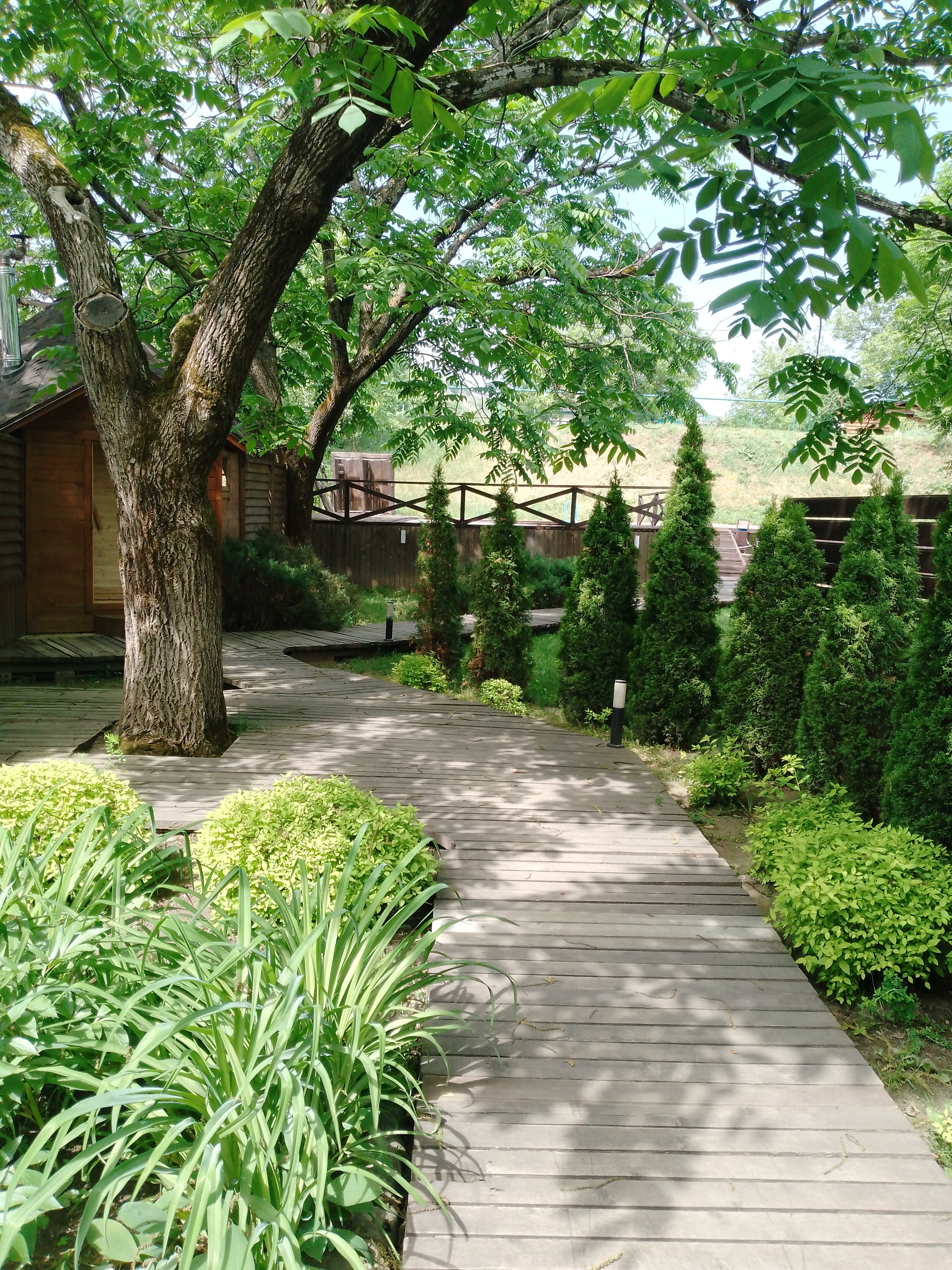 Фото Березки