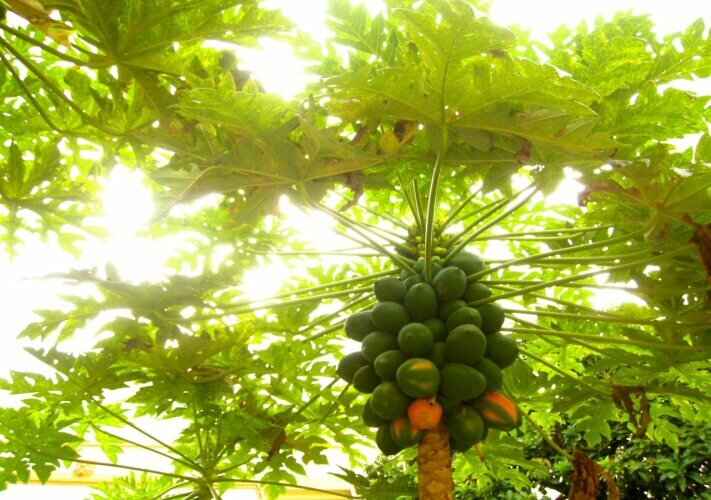 Фото Casa Cottage