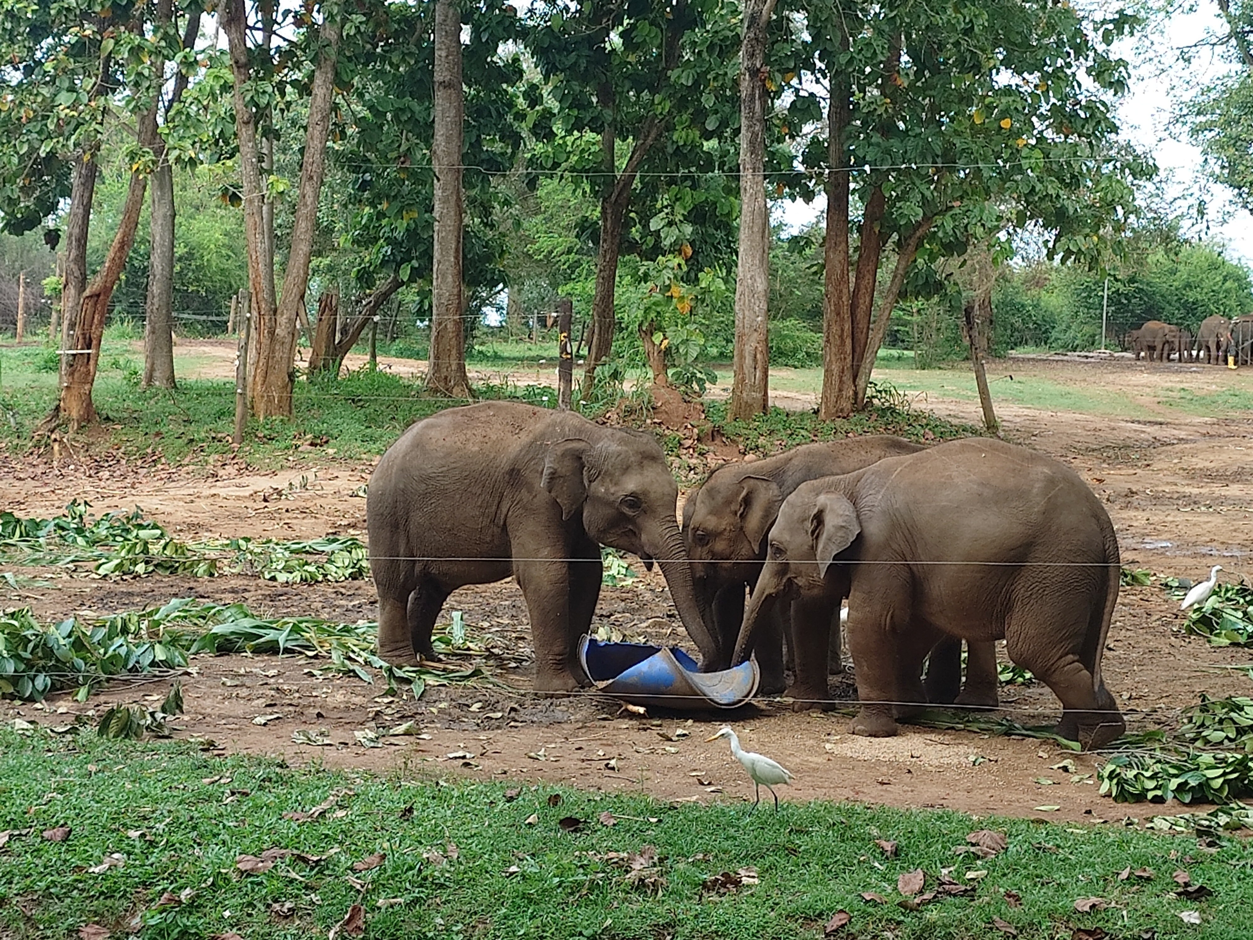 Фото Anantara Kalutara Resort