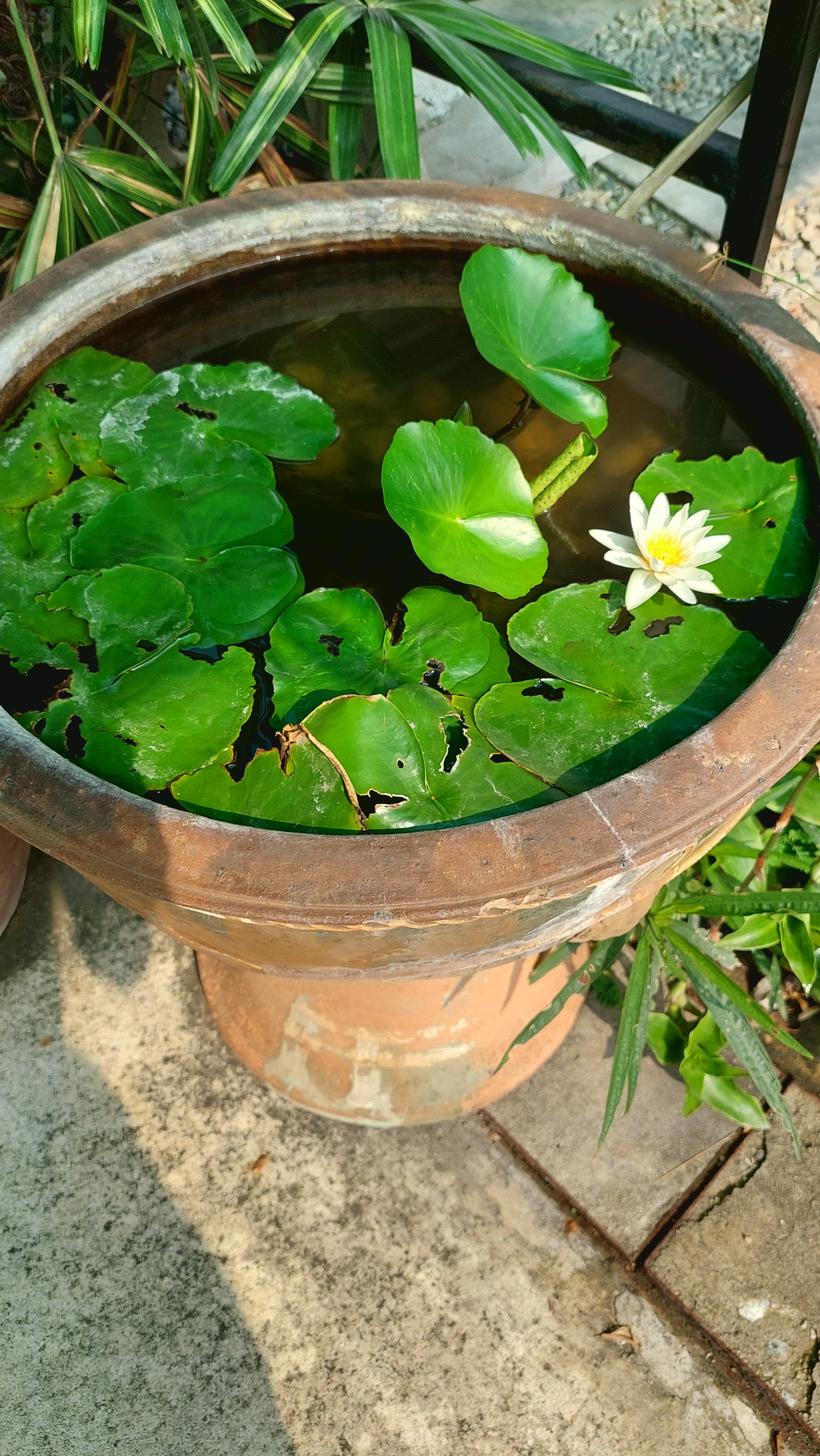 Фото Shambhala Hotel Pattaya