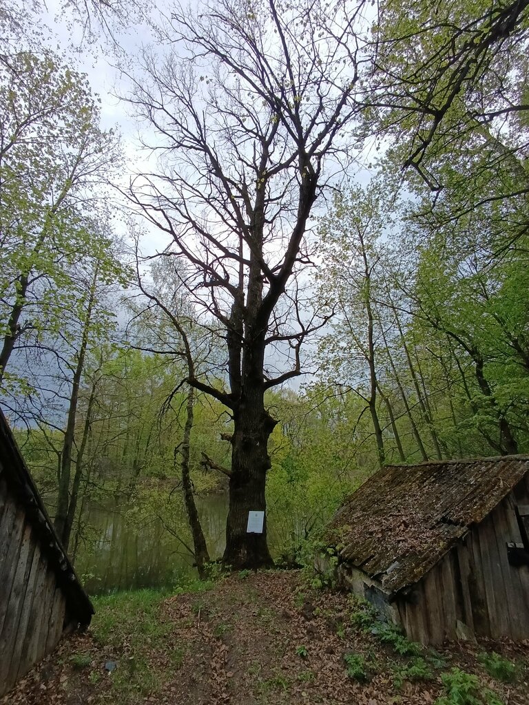 معلم جذب سياحي Дуб черешчатый-памятник живой природы XVIII века ، مقاطعة تولا، صورة
