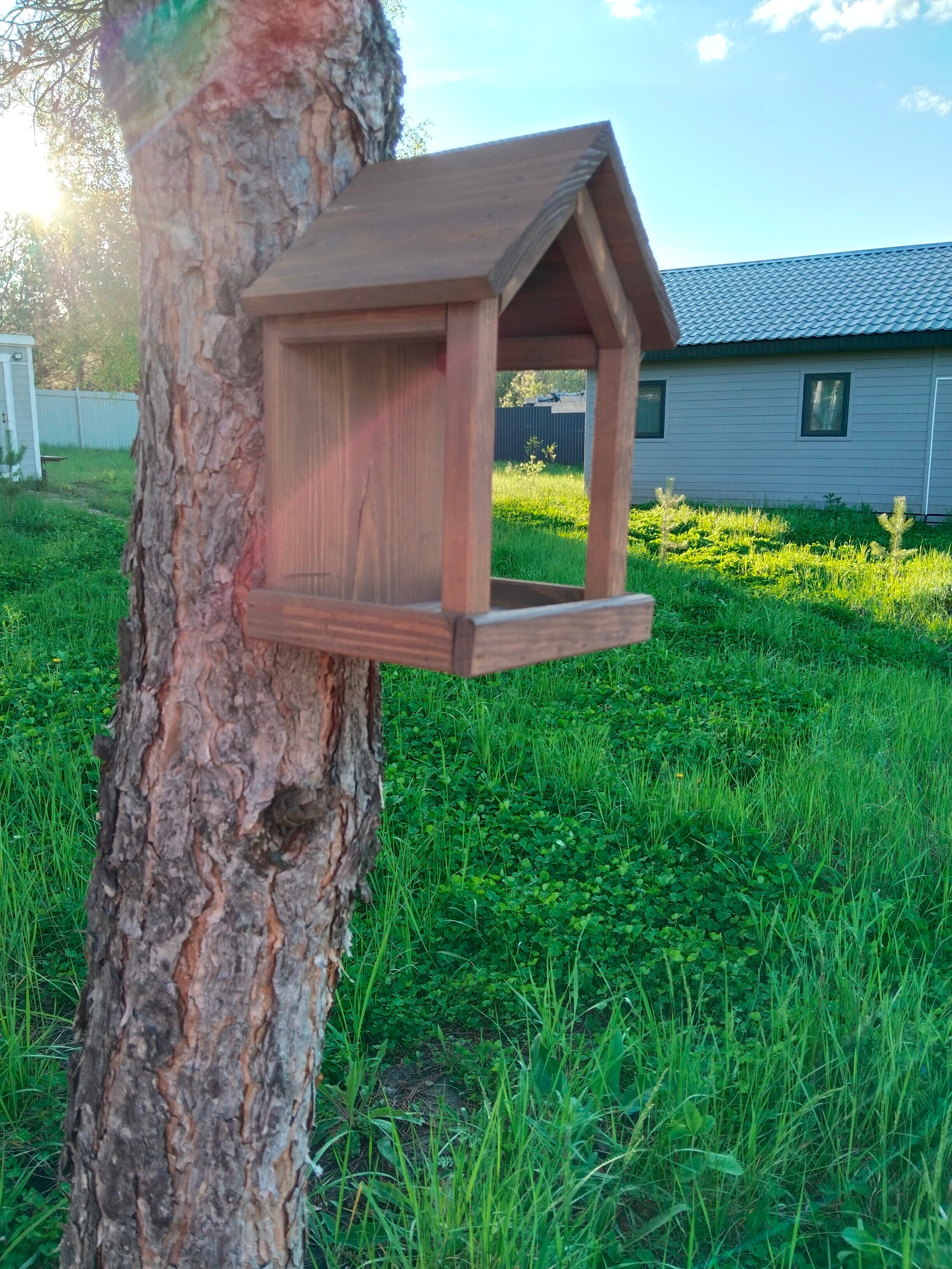 Фото Сосны. Тут