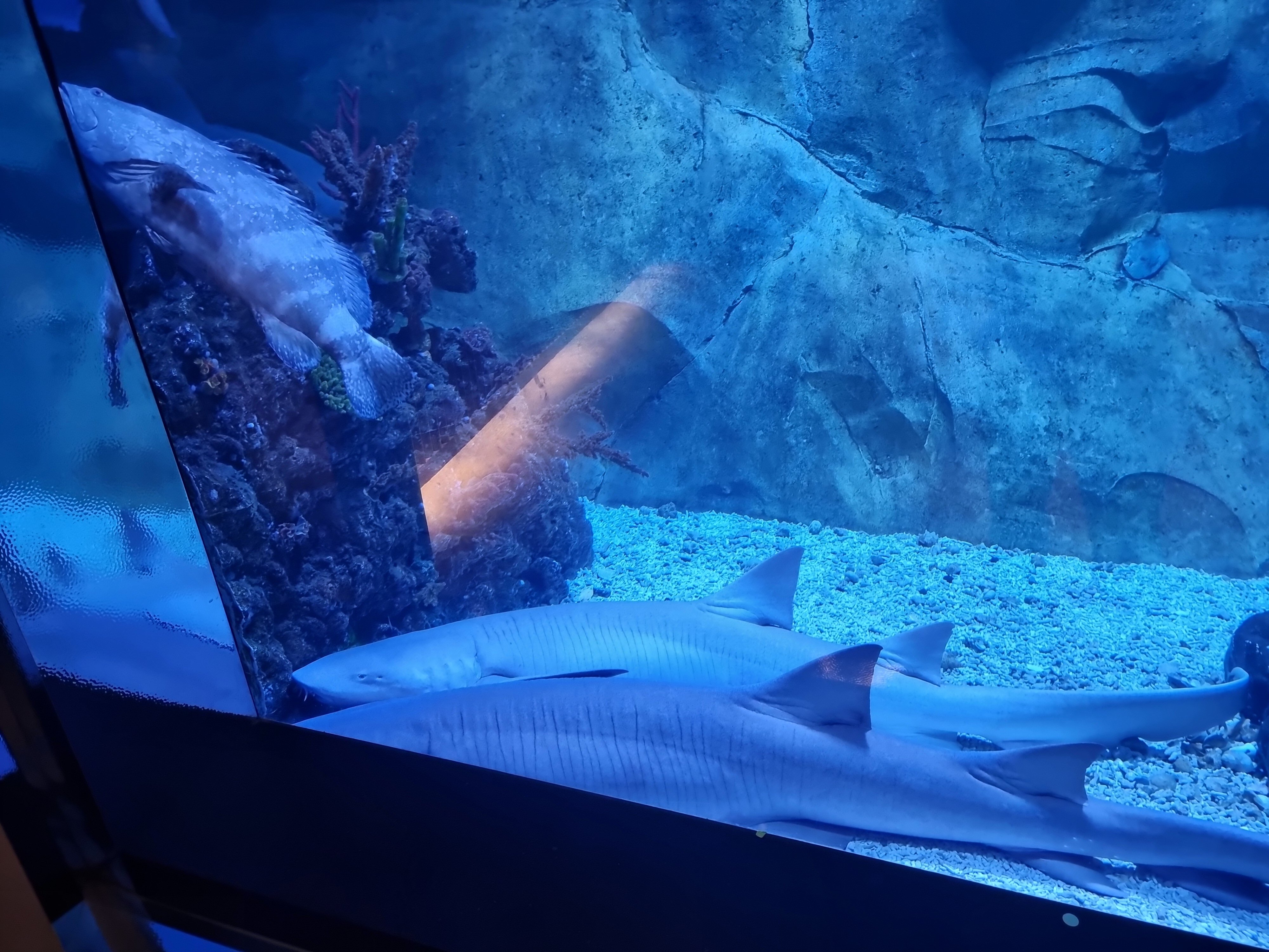 Фото Intercontinental Shanghai Wonderland, an Ihg Hotel