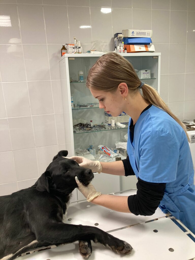 Clínica veterinaria Veterinarnaya stantsiya, Sogu, , foto