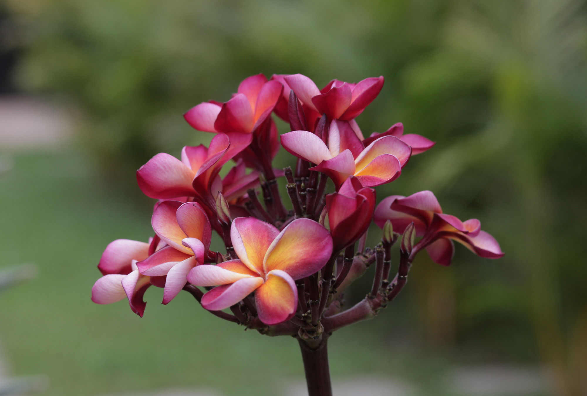 Фото Reveal Angkor Hotel