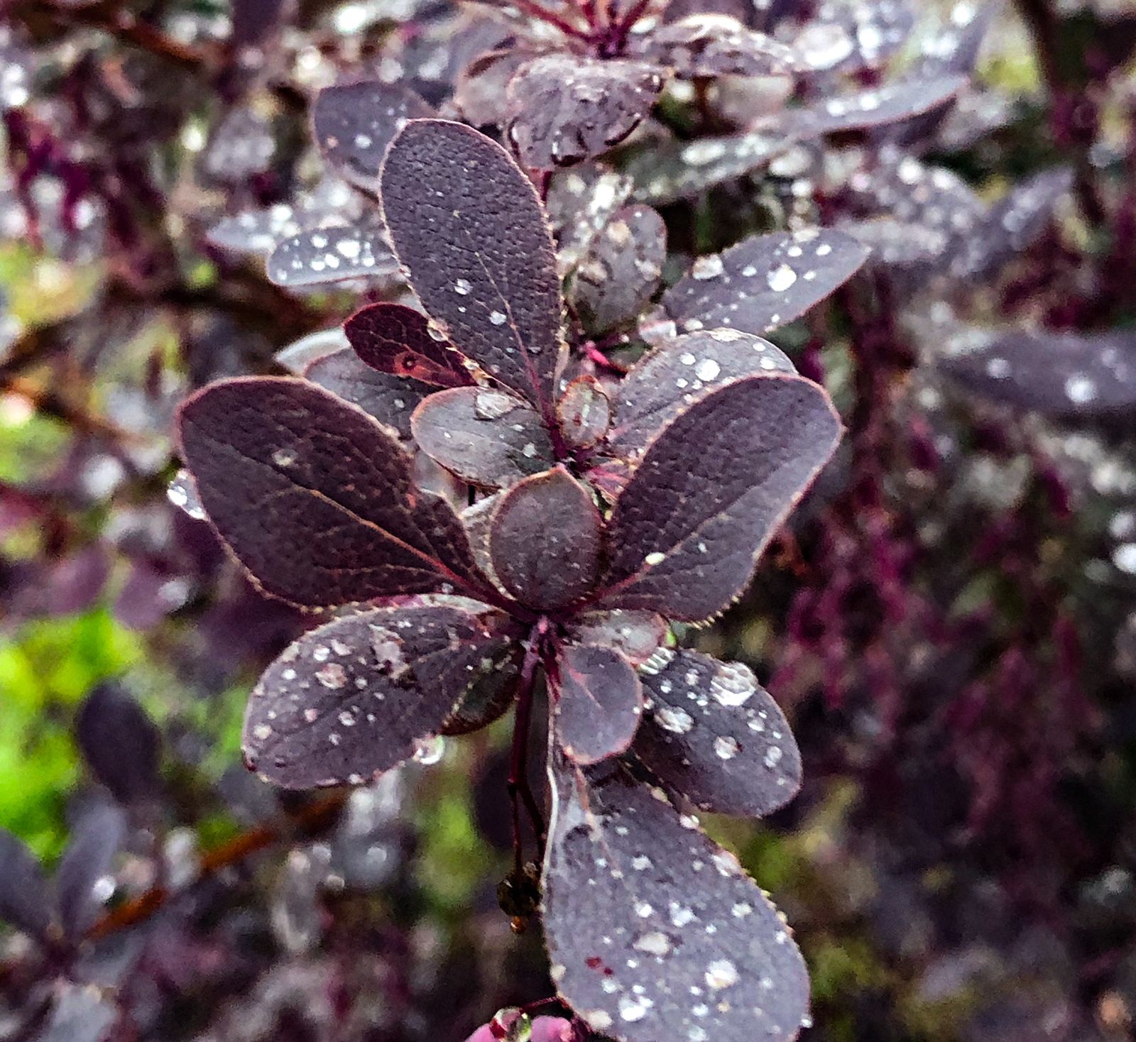 Фото Зеленые горки