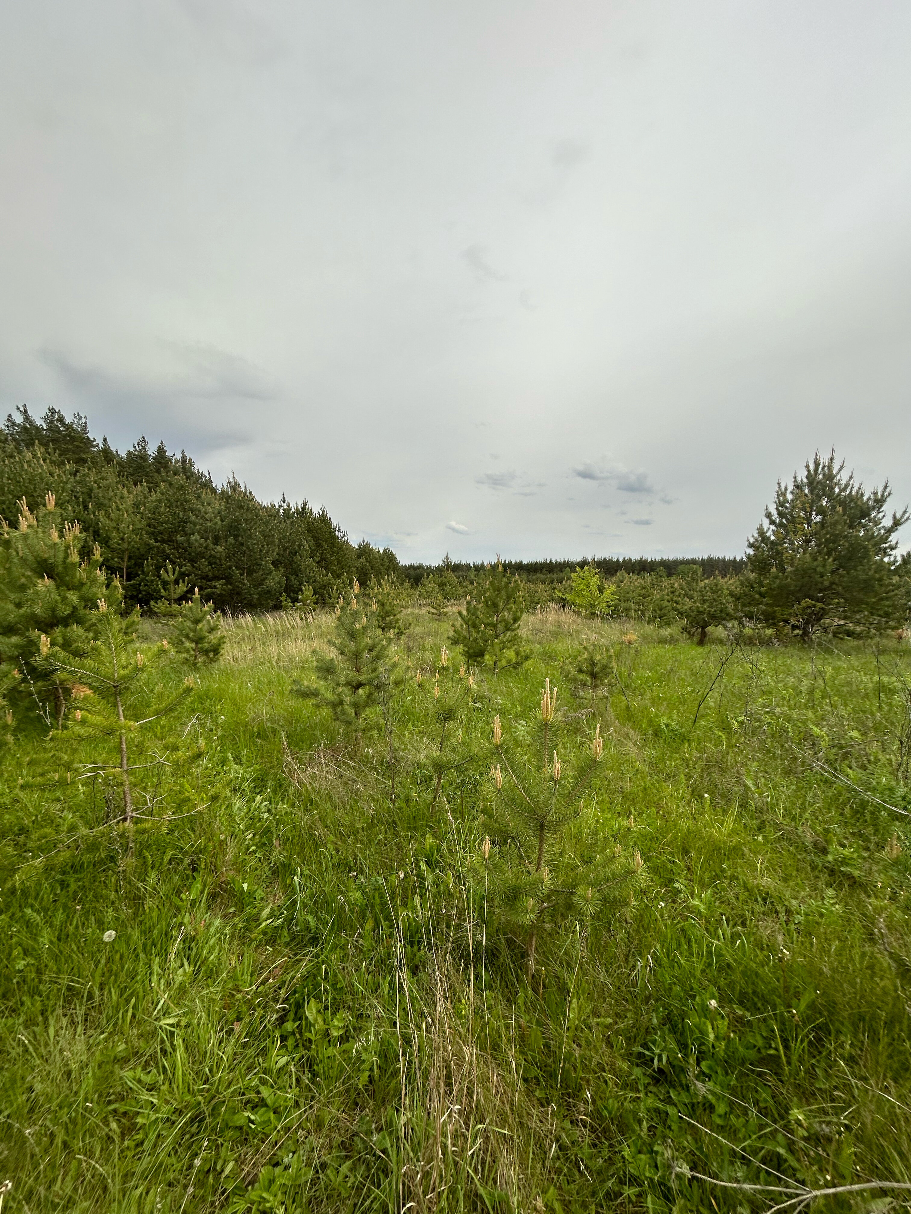 Фото Forest chan