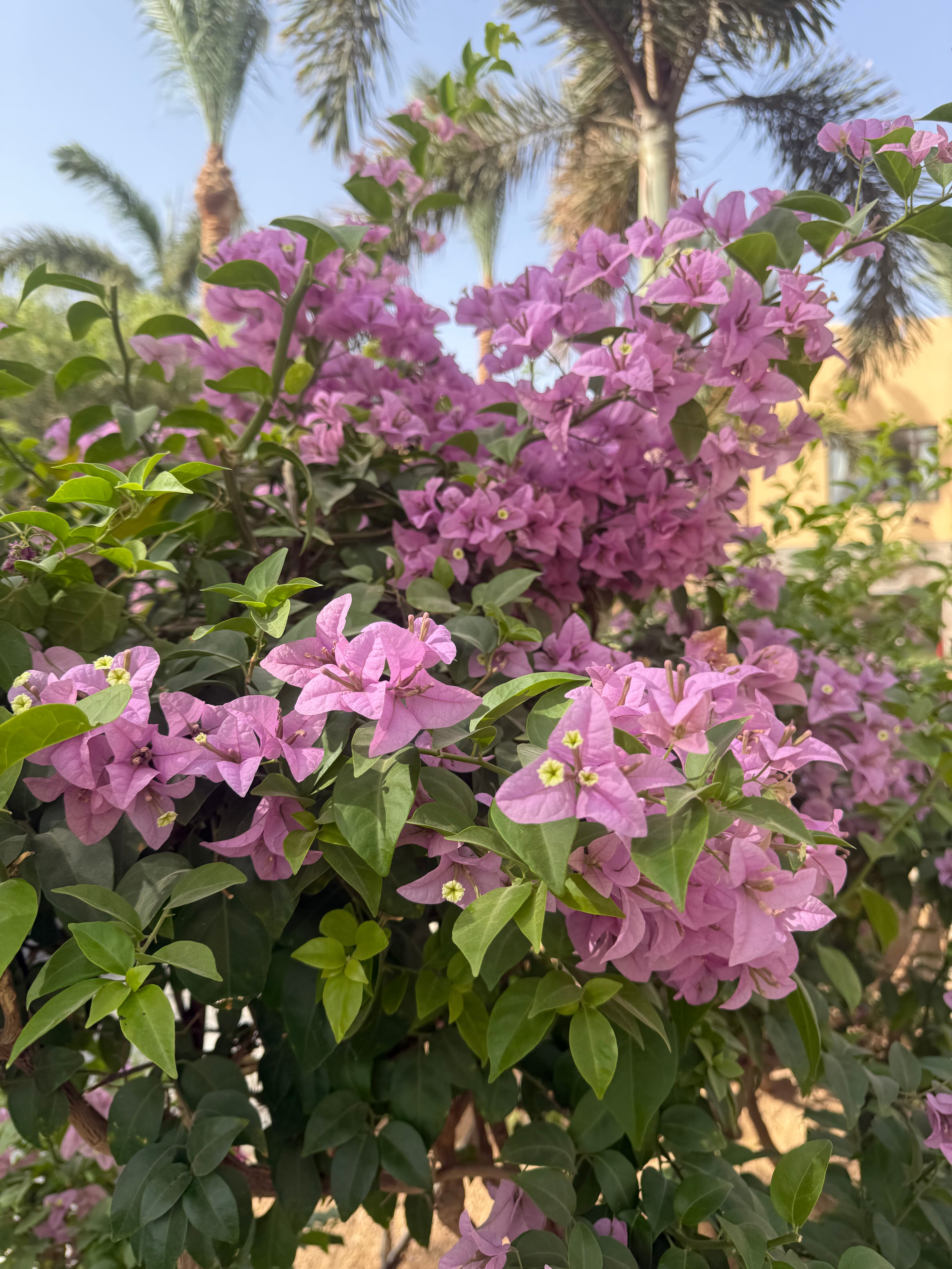 Фото Stella Gardens Resort & SPA