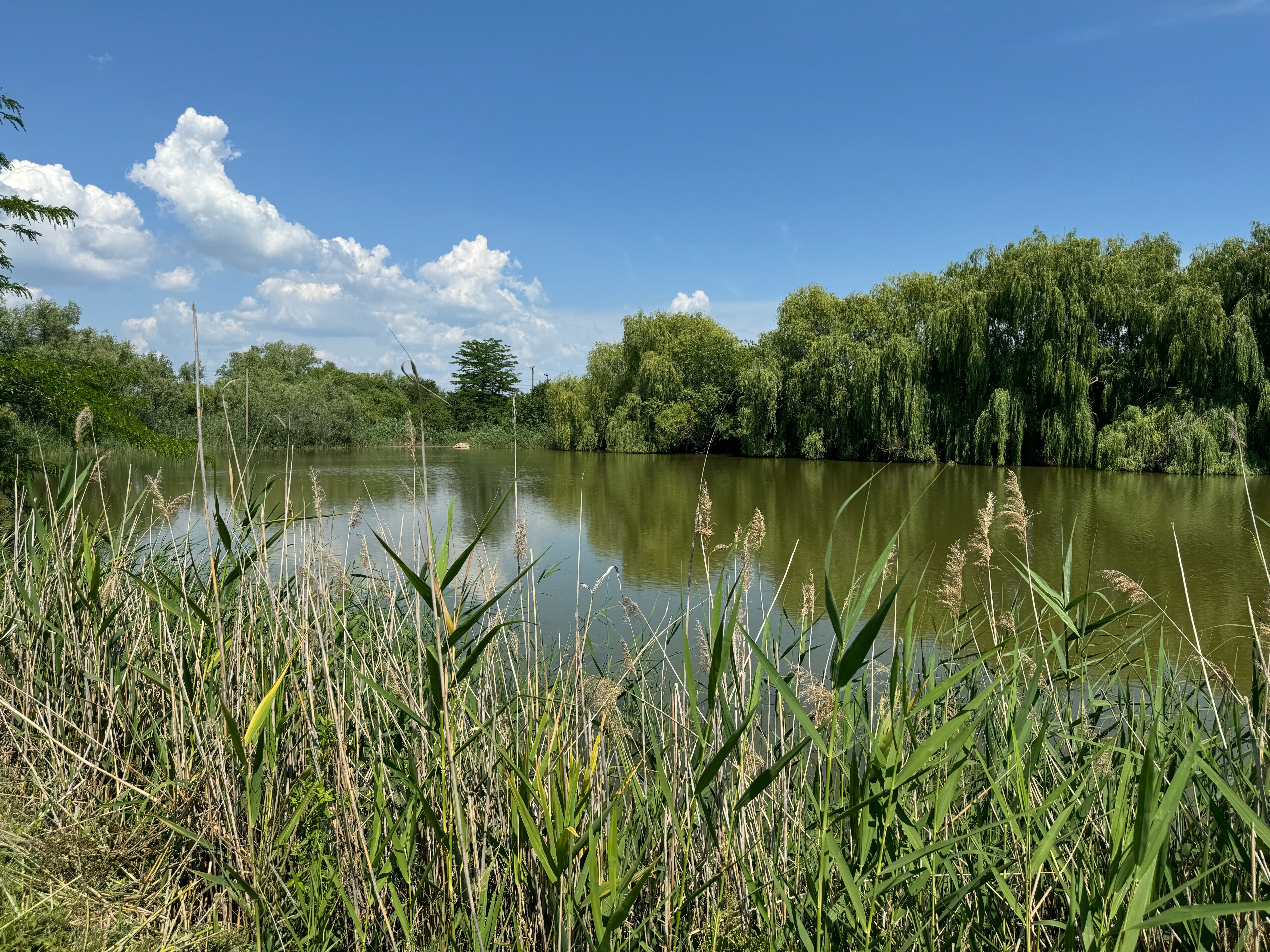 Фото Пруд Пруди