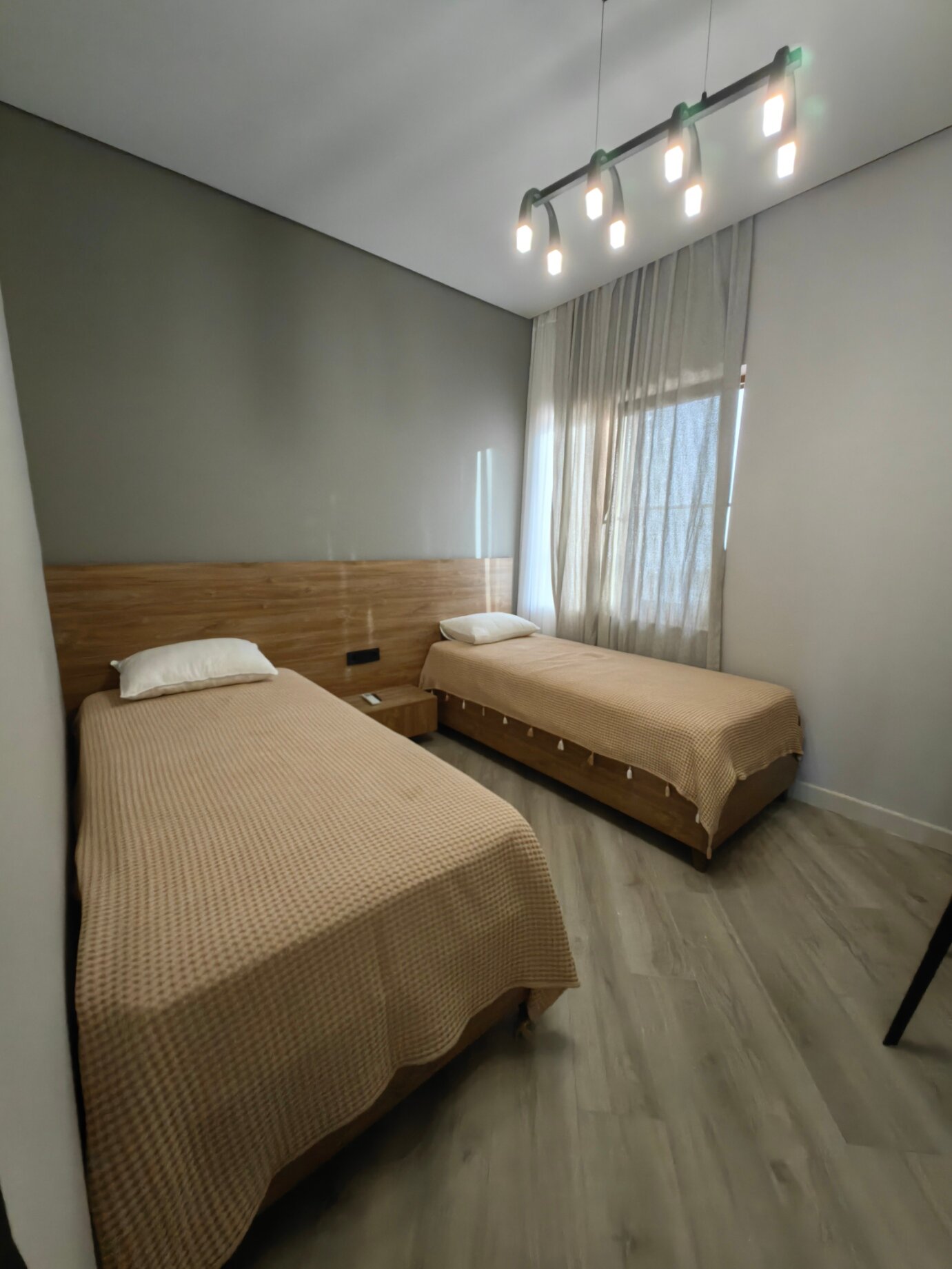 Фото Павлония