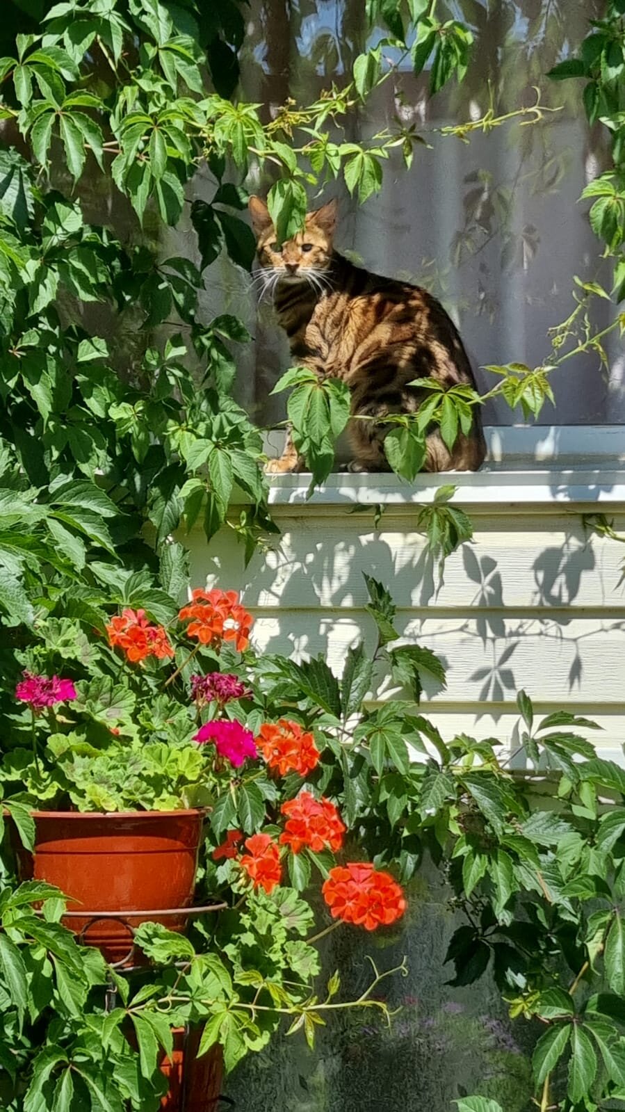 Фото Лукулл