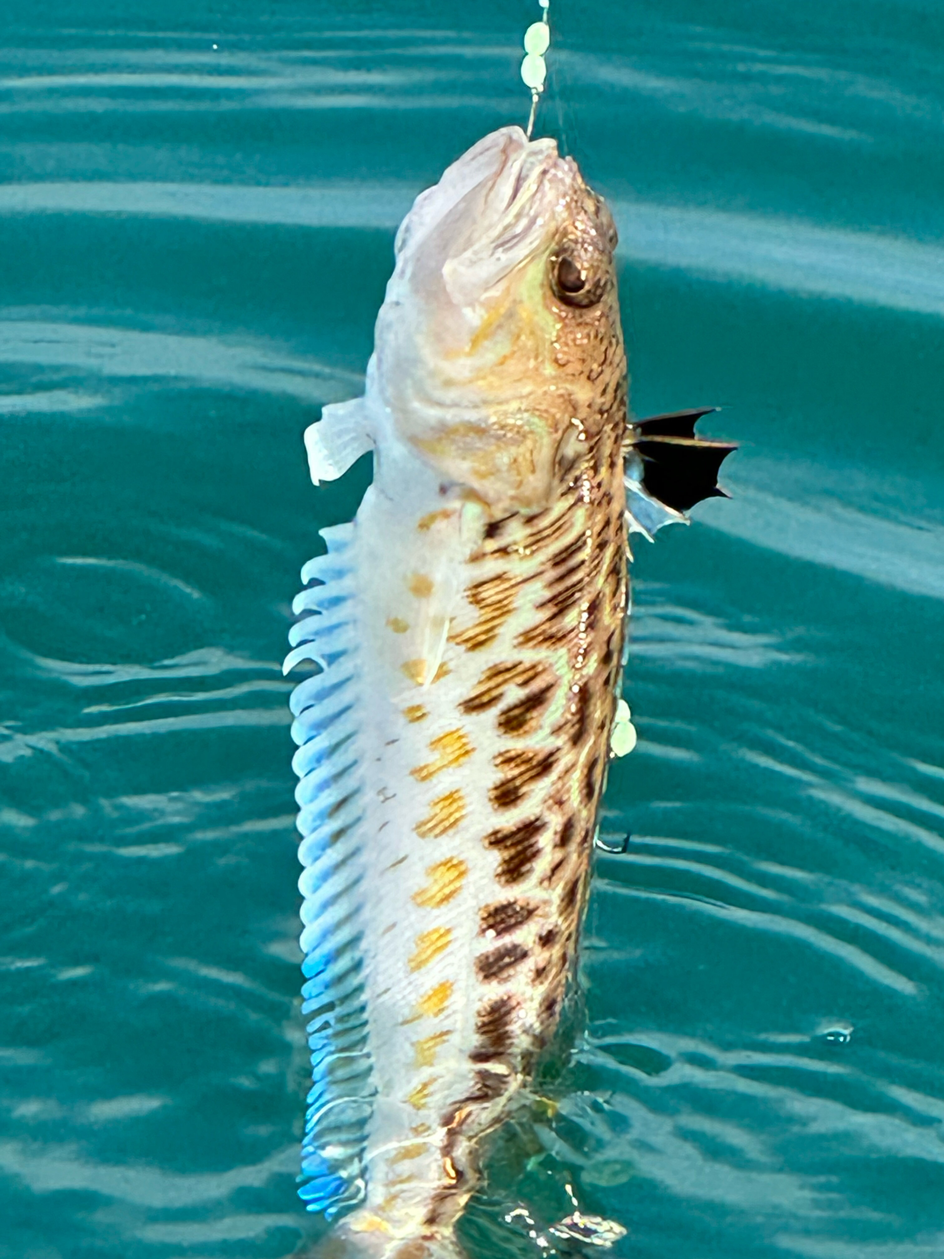 Фото Апартаменты Saltykov Agoy Resort