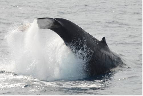 Фото Okinawa Resort