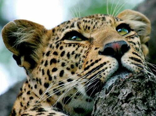 Гостиница Leopard Hills