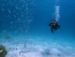 На одной волне (Krylova Street, 20), buceo
