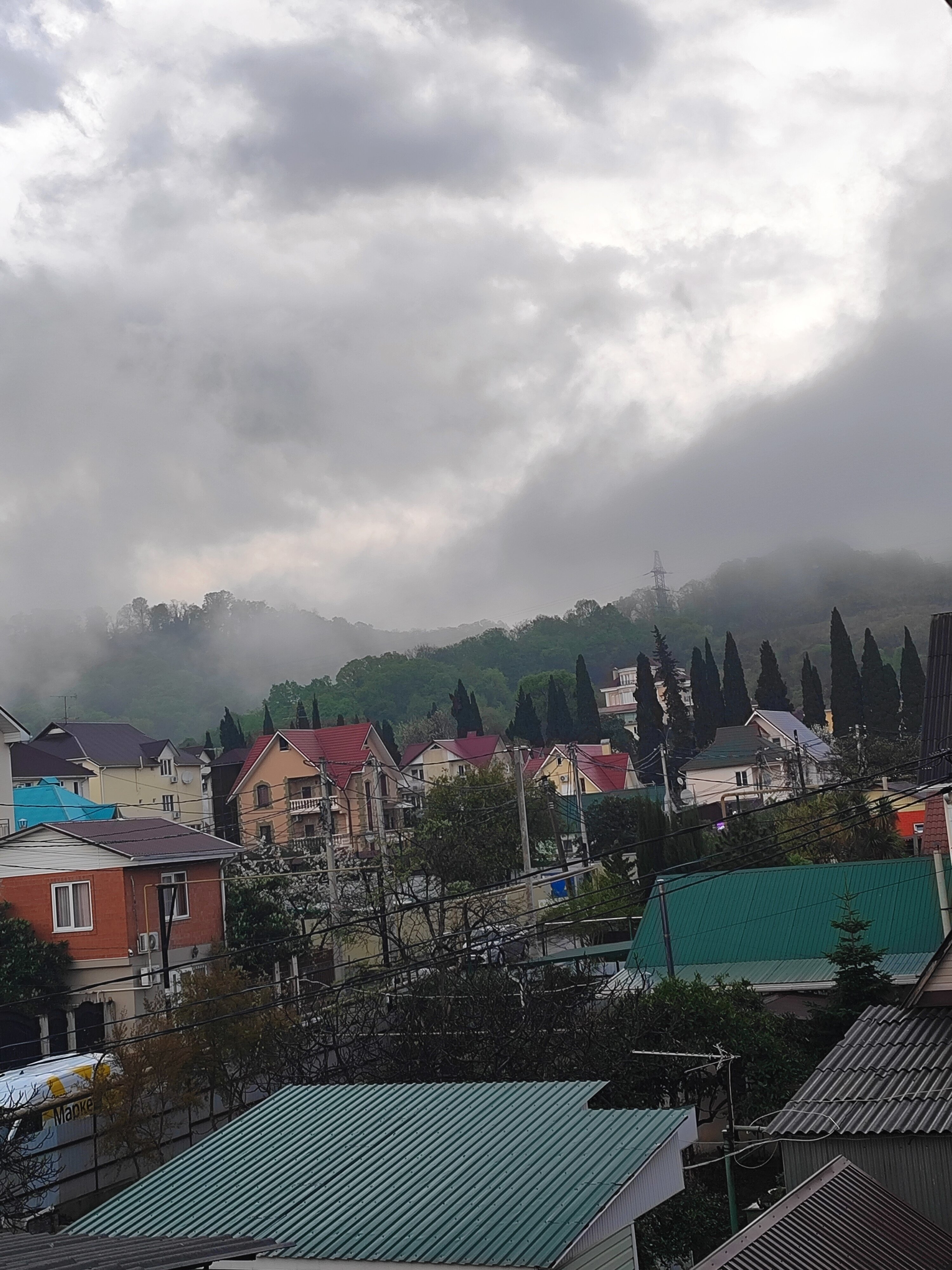 Фото Цветок Маргариты