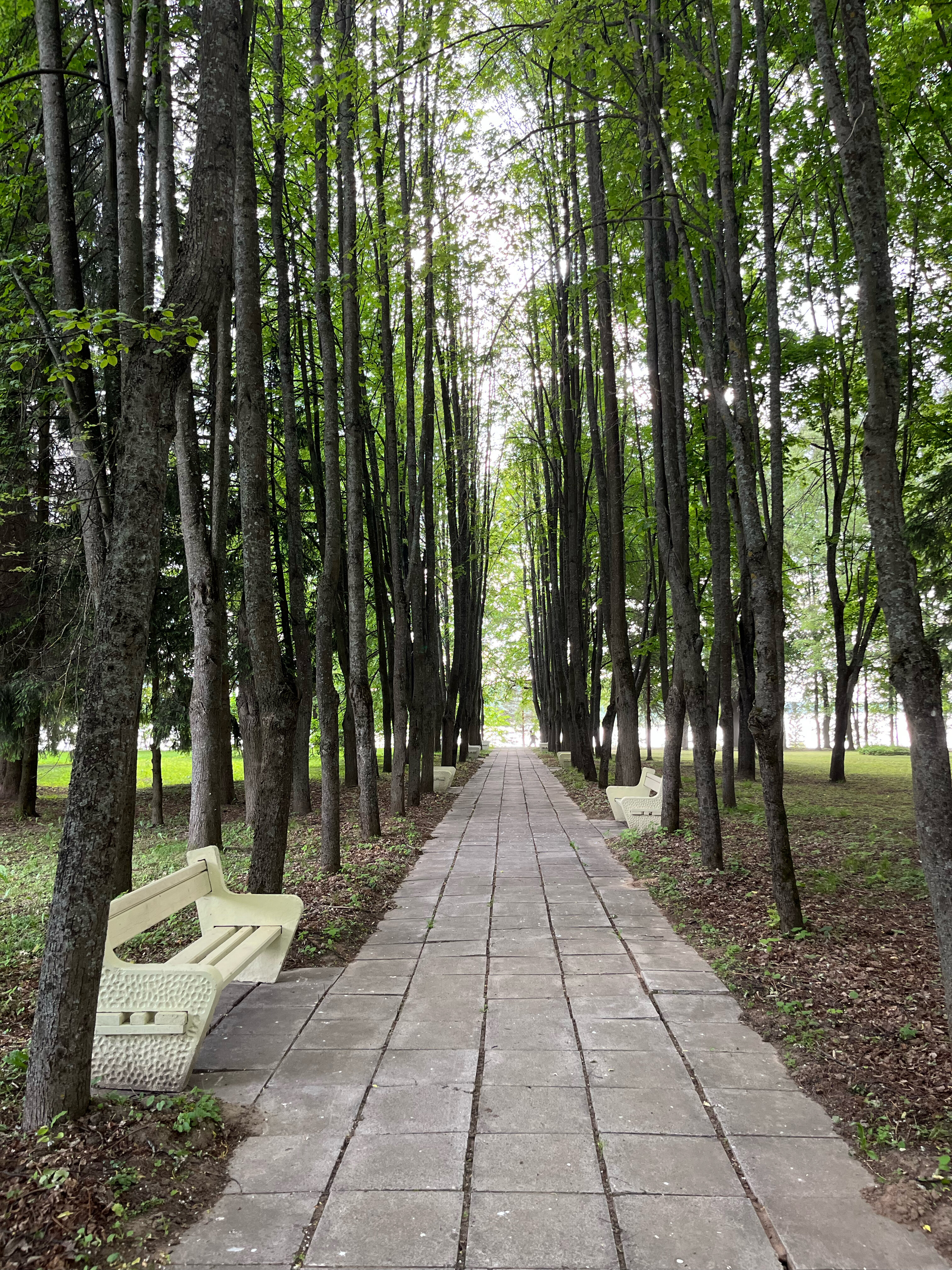 Фото Хвоя Бестужево