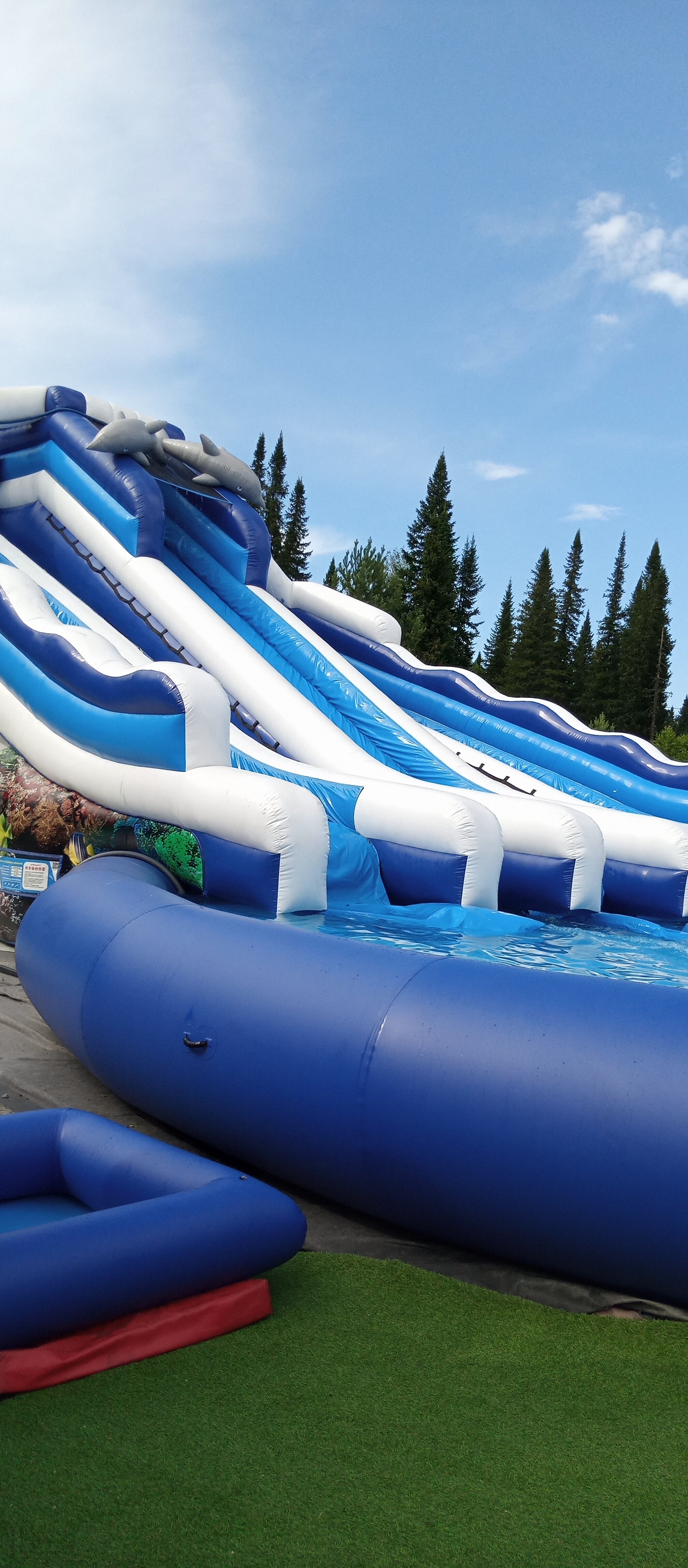 Фото Ромашка