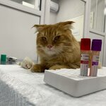 Южный лис (Festivalny mikrorayon, mikrorayon Solnechny, Kazbekskaya ulitsa, 5), veterinary clinic