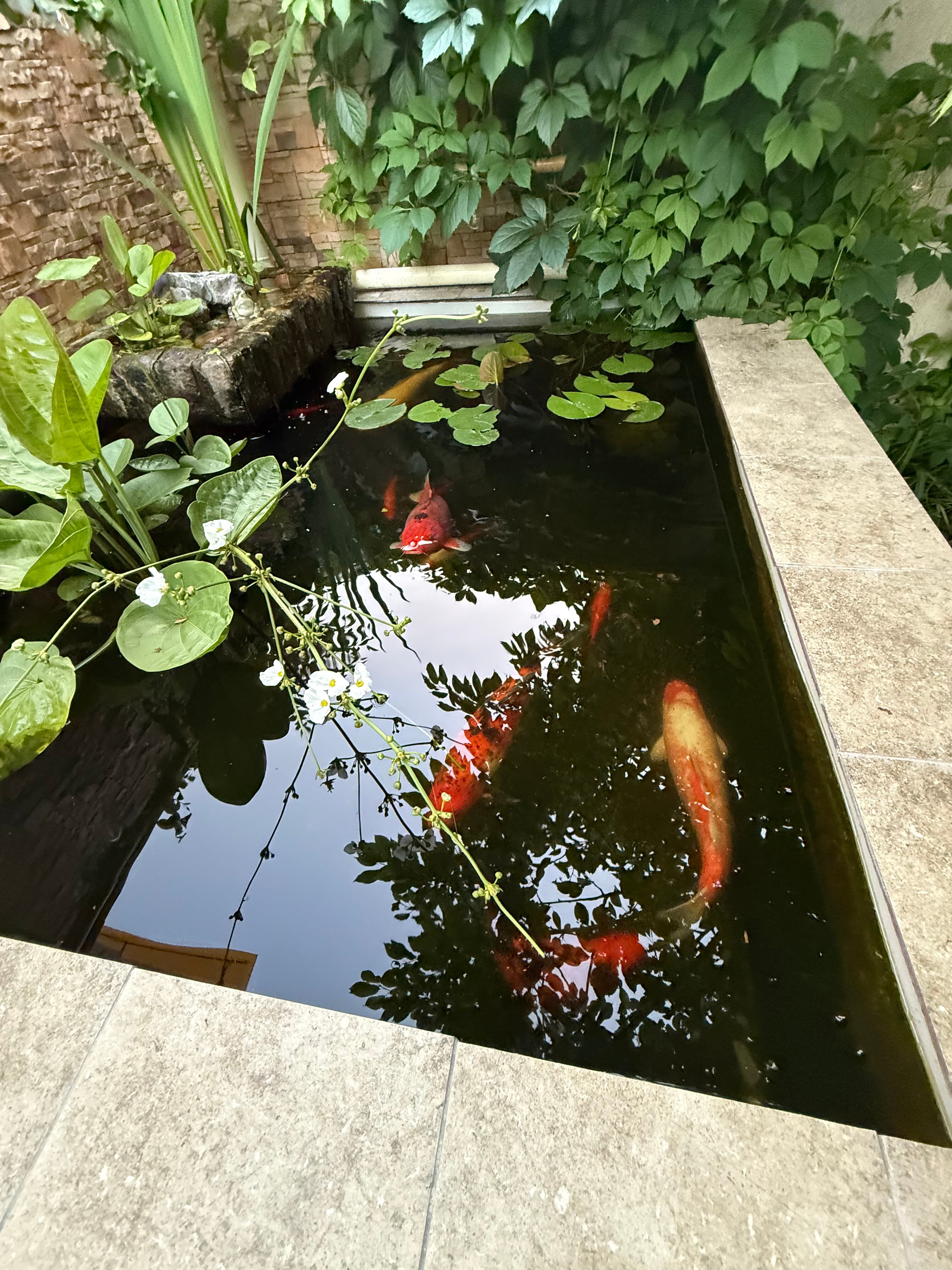 Фото Вилла Натали