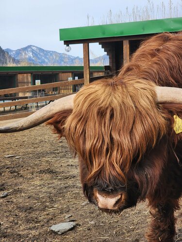 Zoo Shaggy farm, Altai Republic, photo